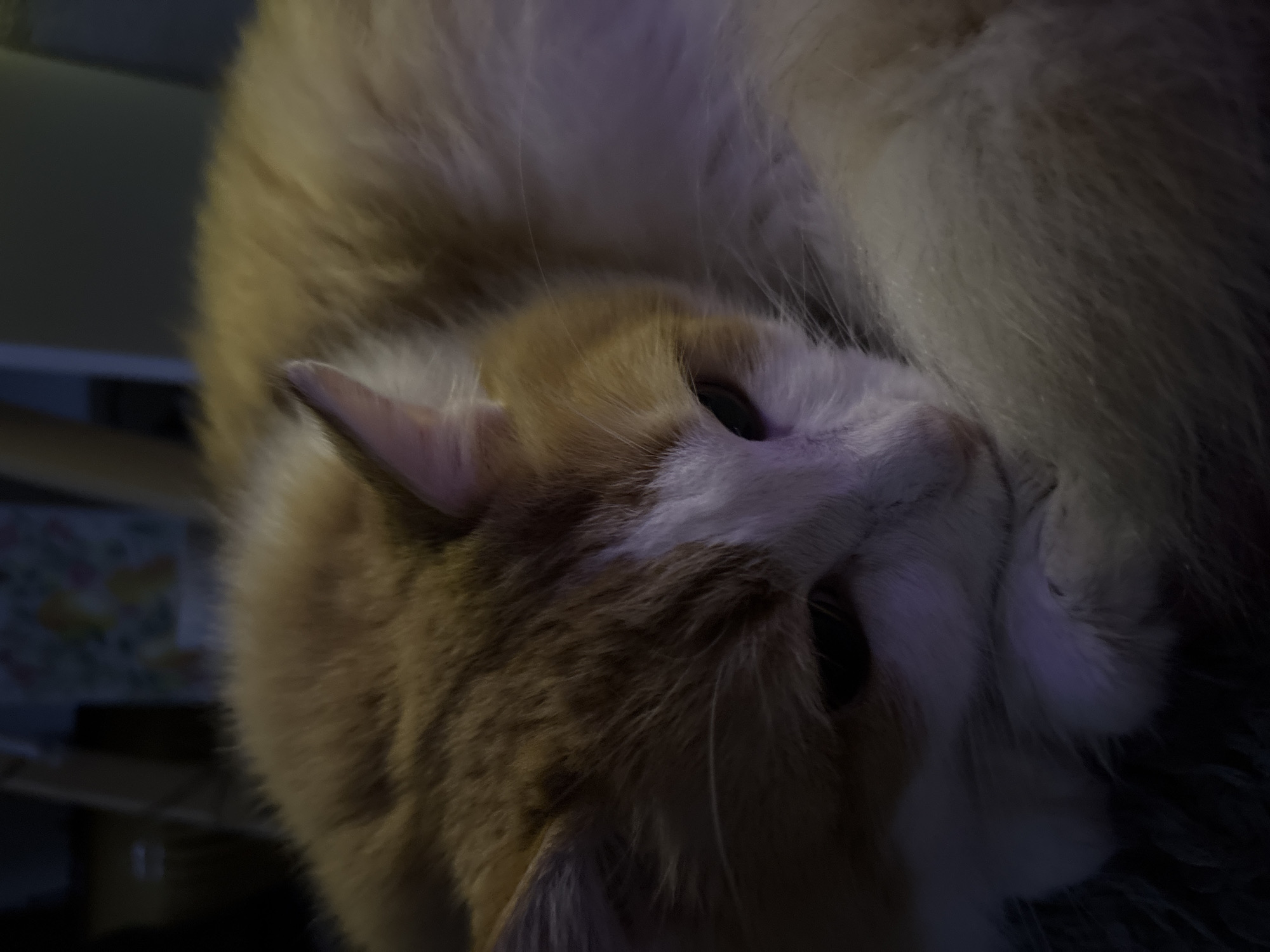 The image shows a close-up, dimly lit shot of an orange and white cat curled up, resting its head on its paws. The cat's fur appears soft and fluffy, with warm orange markings on its head and back, contrasting with white fur on its face and chest. The background is dark and out of focus, suggesting an indoor setting. There are no discernible landmarks or environmental cues in the image that would indicate a specific location within Zheleznogorsk, Russia.