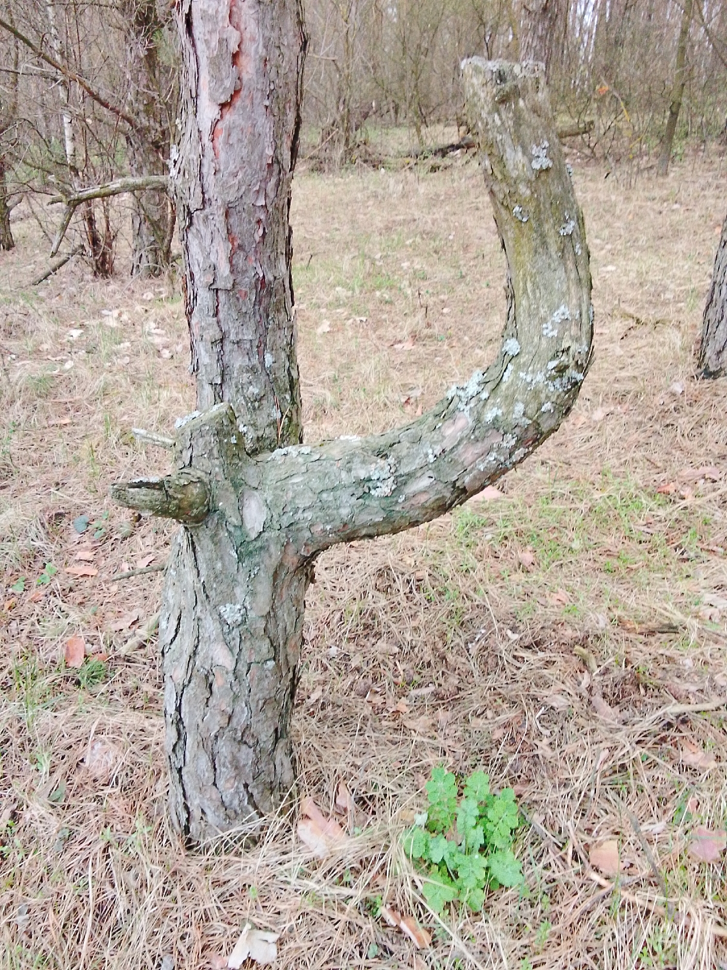 The image depicts a close-up of a tree in a forest or wooded area. Another branch grows out of the tree trunk and curves upwards. The ground is covered in dry grass, dead leaves, and some small green plants. The background shows other trees, mostly bare, indicating a late fall or winter scene. The image does not provide enough information to confirm the location in Khlevnoye, Russia.