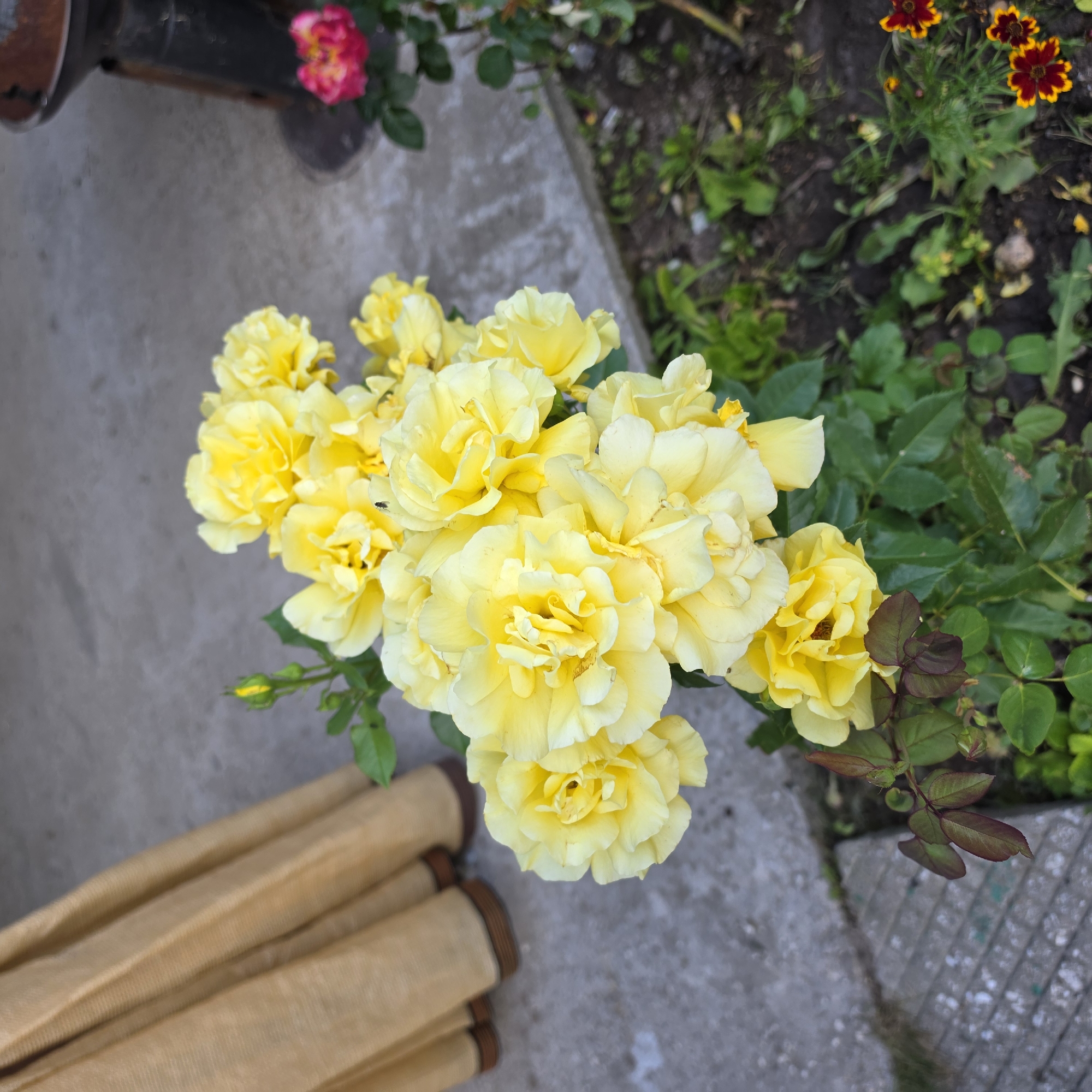In the city of Peshtera, Bulgaria, a cluster of bright yellow roses is in full bloom, their petals unfurling in the daylight. A single yellow rosebud is also visible, hinting at more flowers to come. The roses are situated on a patch of dark soil, interspersed with green foliage and smaller wildflowers with red and yellow petals. To the left of the roses, a textured, tan fabric, possibly a curtain or drape, hangs with visible folds and dark trim along its bottom edge. The ground is a neutral-toned concrete surface, possibly a walkway or patio, with visible cracks and variations in texture. In the background, to the right, a dark, metallic object, likely a decorative garden element or piece of equipment, stands on the concrete. A small, reddish-pink flower with dark centers is also present, adding a contrasting splash of color to the scene. The overall impression is of a vibrant, natural setting within an urban or suburban environment.