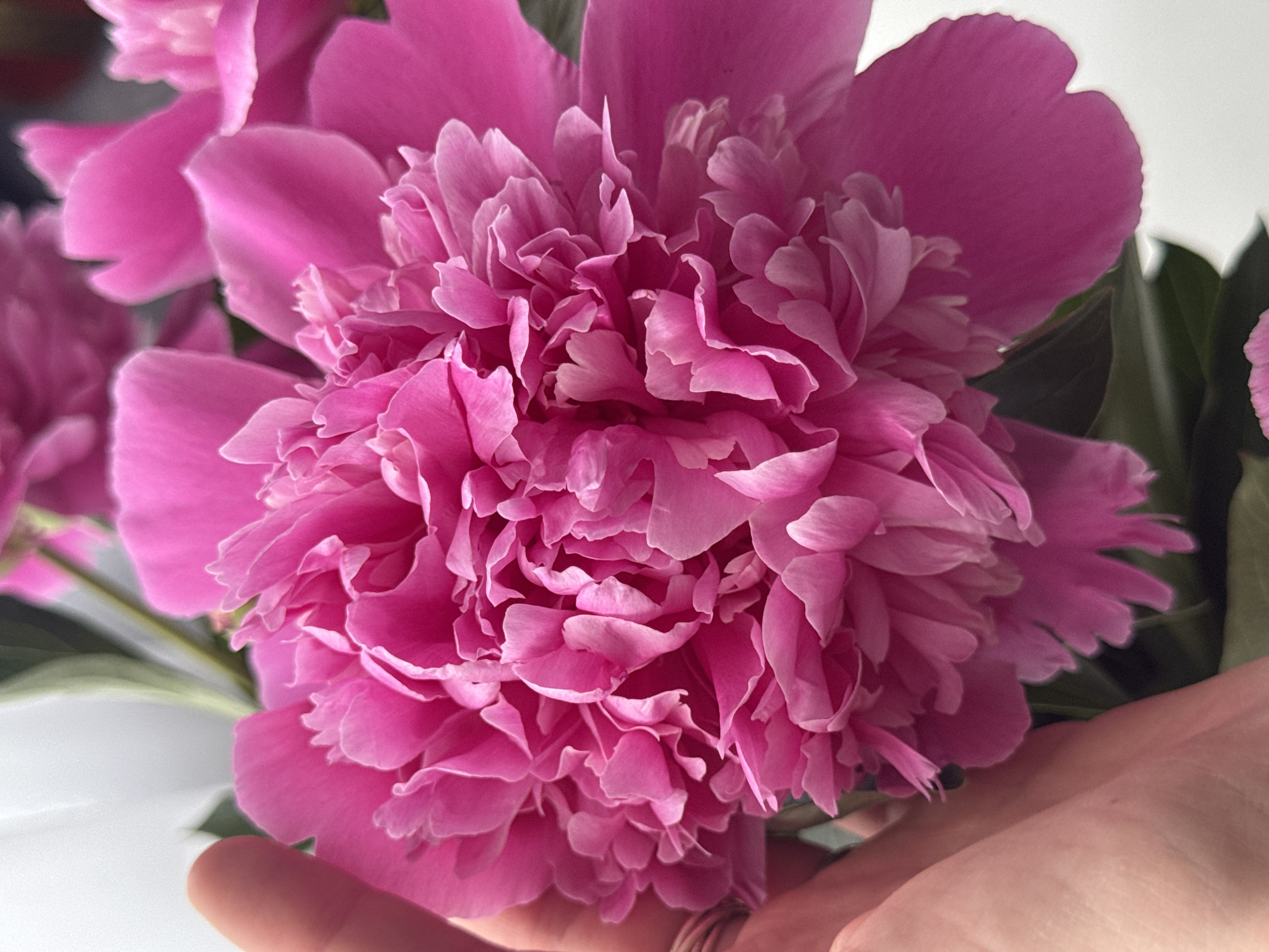A close-up, eye-level shot features a bright pink peony in full bloom. The flower's many ruffled petals create a lush, textured surface. A human hand, with a light skin tone, is visible on the left side of the frame, with a fingertip gently touching the outer petals of the peony. The background is softly blurred, with hints of green leaves and white. The image does not provide any information about the location in Chaikovsky, Russia.