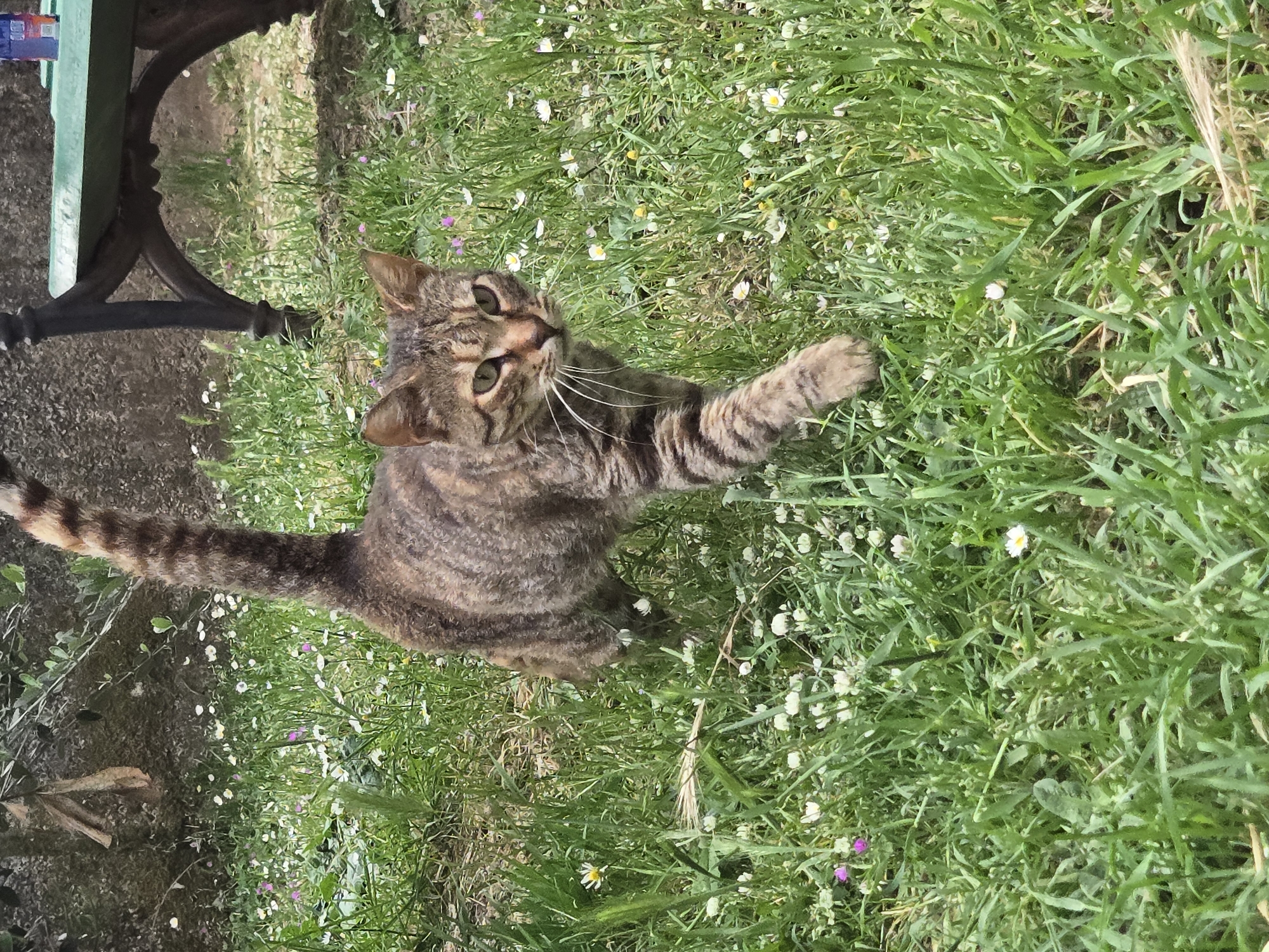 A tabby cat is playing in a grassy area with small white and pink flowers. Part of a green bench is visible in the upper left corner of the frame. The scene is outdoors. While the location cannot be confirmed to be Radanovići, Montenegro, based on the image alone, the presence of common grass and flower species suggests a temperate environment.