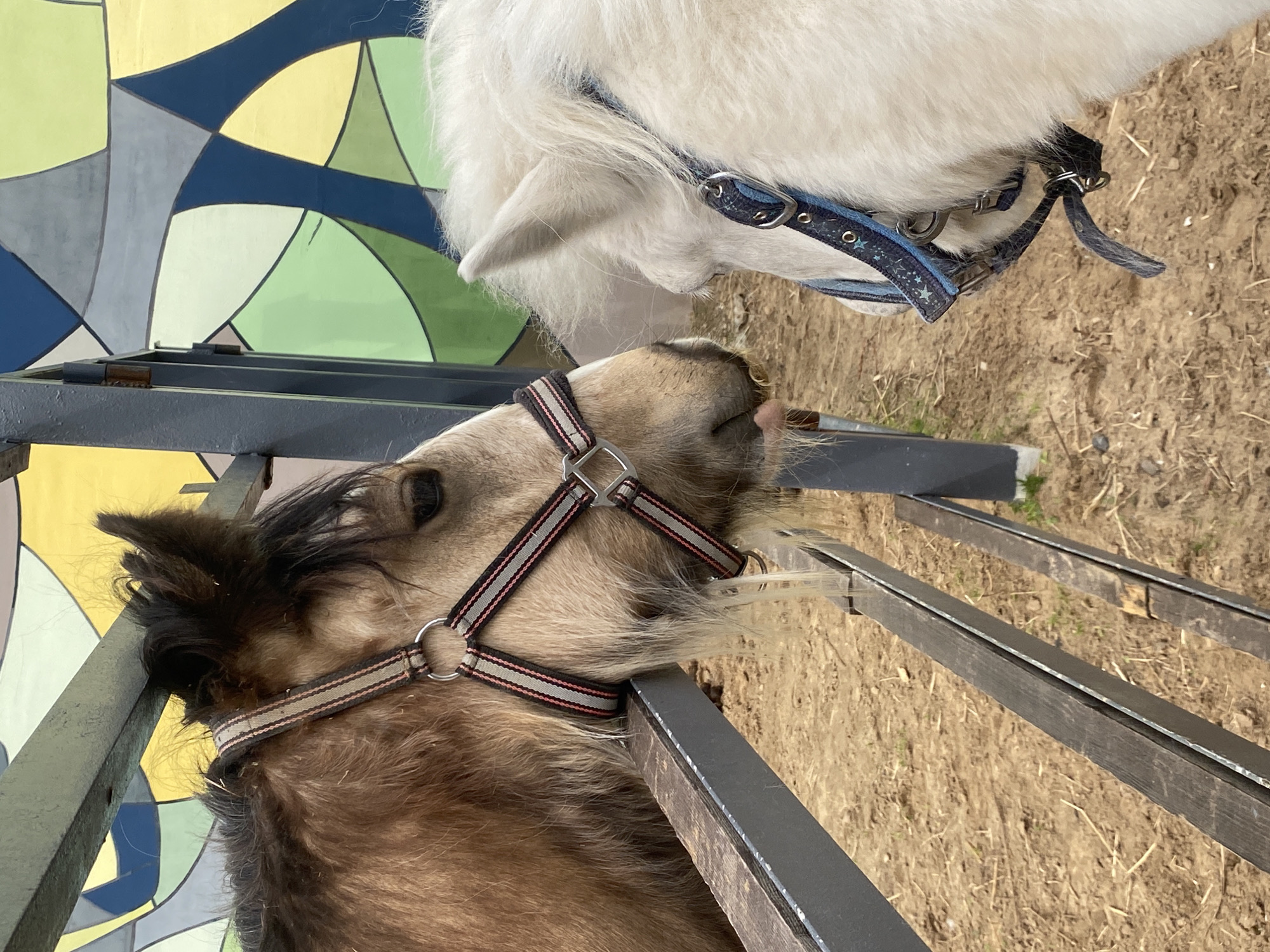 The image shows two ponies, one brown and one white, near a metal fence and a painted wall. The brown pony has its head between the metal bars of the fence and is wearing a striped halter. The white pony is partially visible, with its head and neck appearing above the brown pony; it is wearing a blue halter with stars. The background includes a geometric mural painted on a wall with shades of blue, green, yellow, and gray. The ground appears to be dirt or gravel. The photo was taken in Perm, Russia.