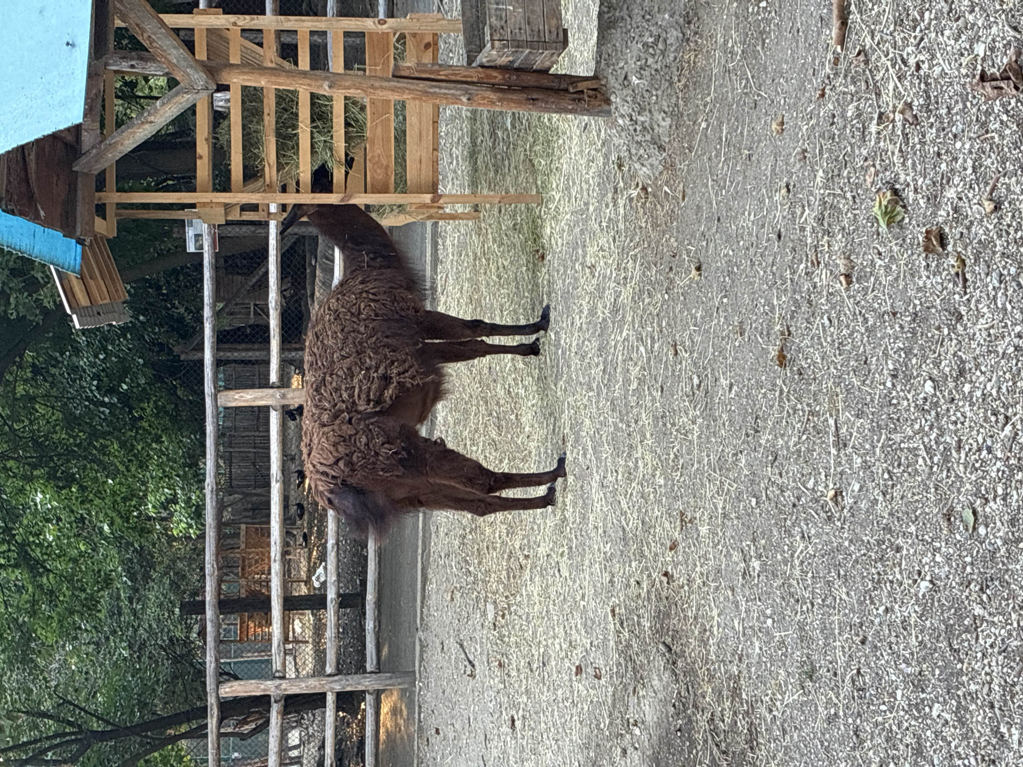 The image depicts a llama standing in an outdoor enclosure. The llama is a dark brown color with shaggy fur and is facing left. It is standing on a ground covered with gravel and scattered hay. In the background, there is a wooden structure with a blue roof, resembling a feeding station, and a wooden fence. Beyond the fence, there are trees and foliage. The scene appears to be in a zoo or animal park. The location is not specified in the image.