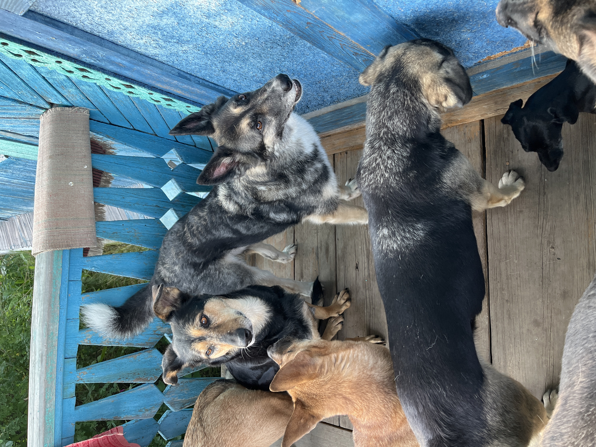 The image depicts a group of dogs on a wooden porch with a blue wooden railing. The railing has a decorative cutout pattern and a rolled-up rug is attached to it. The dogs are of various breeds and colors, including black, gray, and tan. Some of the dogs are standing, while others are sitting or lying down. One dog in the foreground is sniffing the blue railing. The environment appears to be outdoors, with greenery visible in the background. The scene is likely located in Nizhny Tagil, Russia, given the prompt's context.