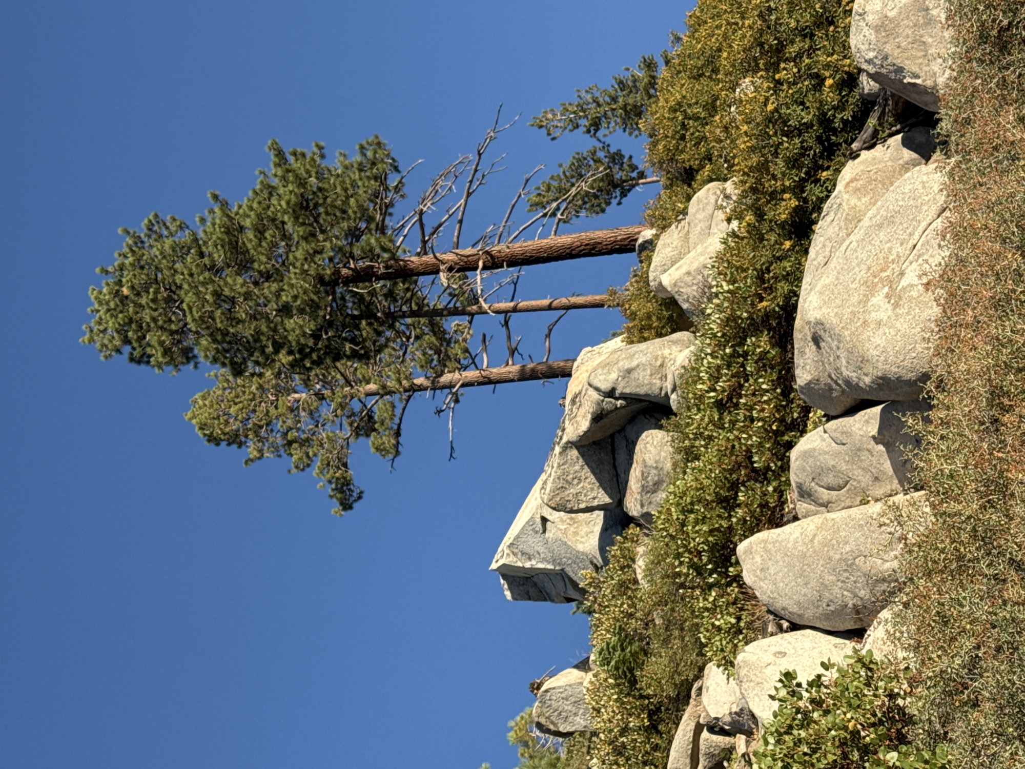 The image depicts a rocky, overgrown hillside with scattered pine trees under a clear blue sky. The foreground is dominated by large, grey boulders interspersed with green and yellowish shrubs. In the midground, a prominent, jagged rock formation juts upwards. Behind this, several tall pine trees with green foliage and bare branches rise towards the sky. The scene is devoid of any people or man-made structures, suggesting a natural, undeveloped landscape. The lighting indicates it is daytime, likely morning or afternoon, with sunlight casting shadows on the rocks and vegetation. This natural setting is consistent with the terrain found in areas surrounding Lake Tahoe, such as in Stateline, Nevada, which is known for its mountainous topography and coniferous forests.