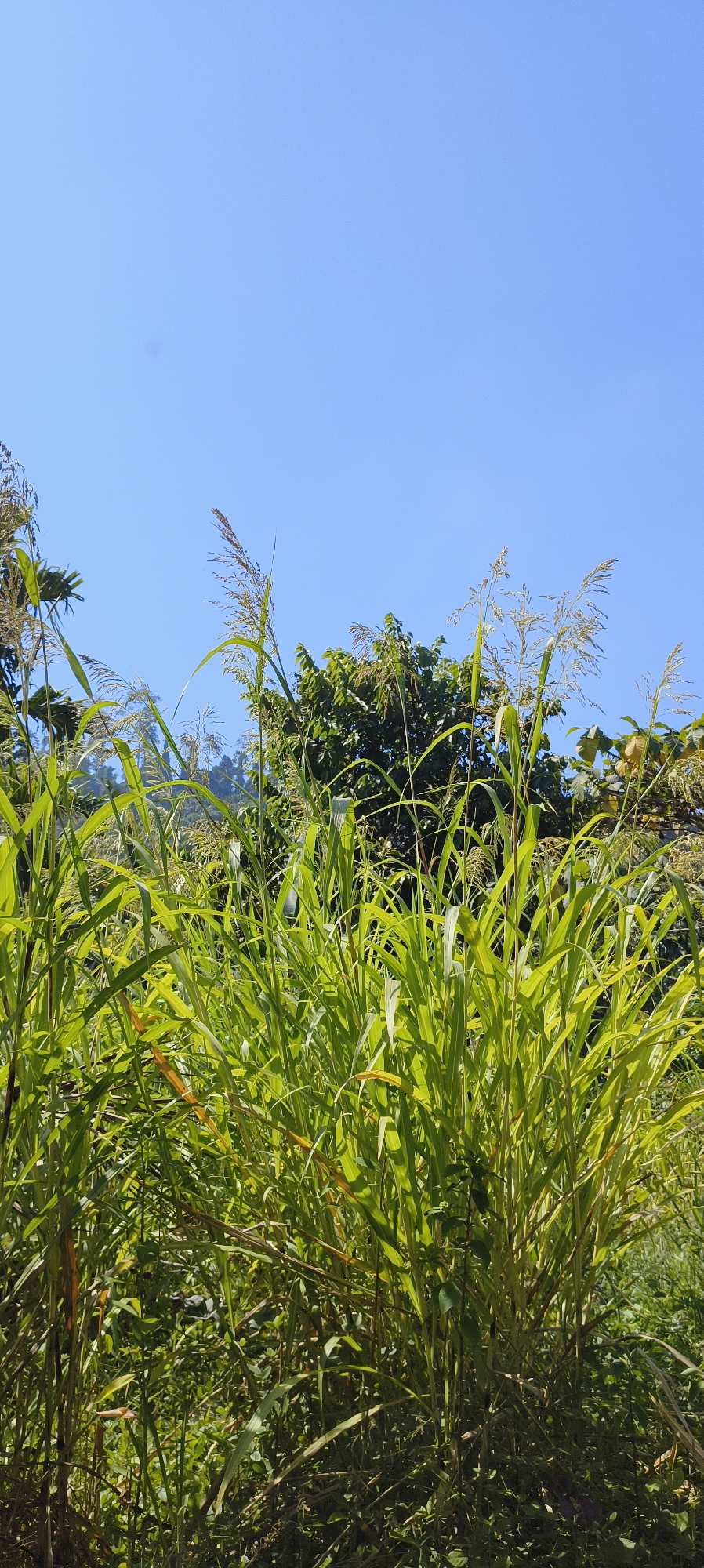 A low-angle shot captures a dense cluster of tall, green grass with feathery seed heads against a clear, bright blue sky. The grass dominates the foreground and midground, with some stalks showing a reddish-brown hue. Behind the grass, lush green trees form a backdrop, their foliage casting shadows. In the far background, a faint, hazy outline of hills can be seen. The scene appears to be a natural landscape, likely in a rural or undeveloped area outside of Waisai, Indonesia, given the prevalence of vegetation and the clear sky suggesting fair weather. There are no people or identifiable man-made structures visible in the image.