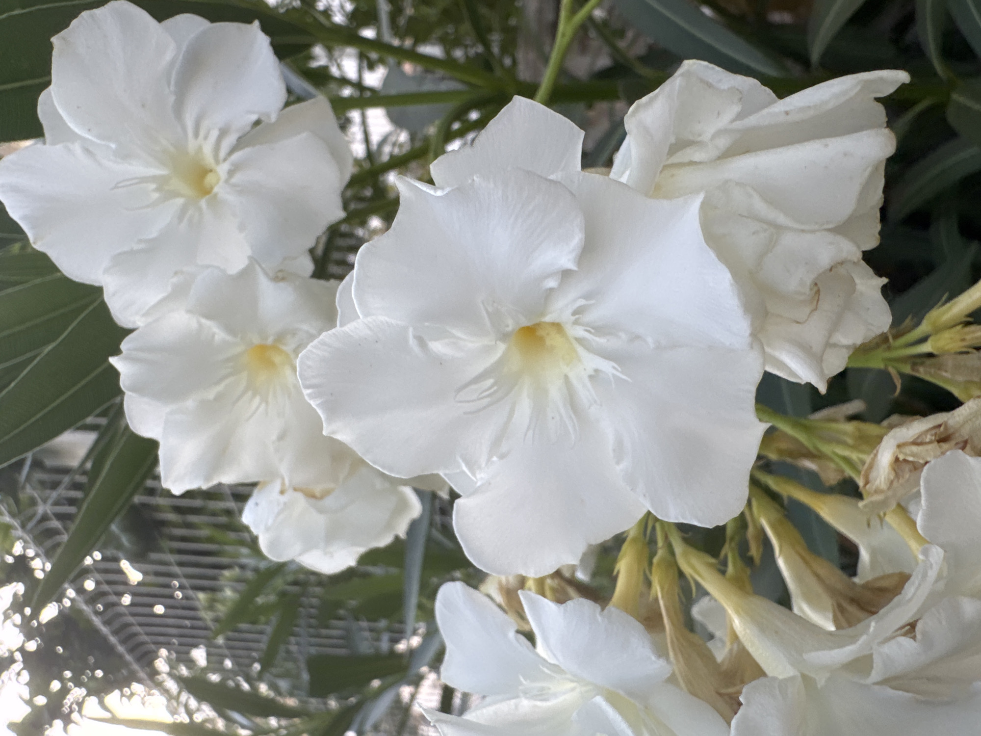 A close-up, eye-level, vertical shot features a cluster of white oleander flowers in bloom. The flowers are predominantly white with hints of pale yellow at their centers, and some of the petals are gently unfurling. The background is softly blurred, showing green foliage and a hint of a metal fence or railing. The lighting suggests it is either early morning or late afternoon, as indicated by the dappled sunlight filtering through. The overall impression is one of natural beauty and tranquility. The scene is likely located in a garden or outdoor public space within Torrevieja, Spain, given the presence of oleander, a common plant in Mediterranean climates. No people or specific actions are depicted.