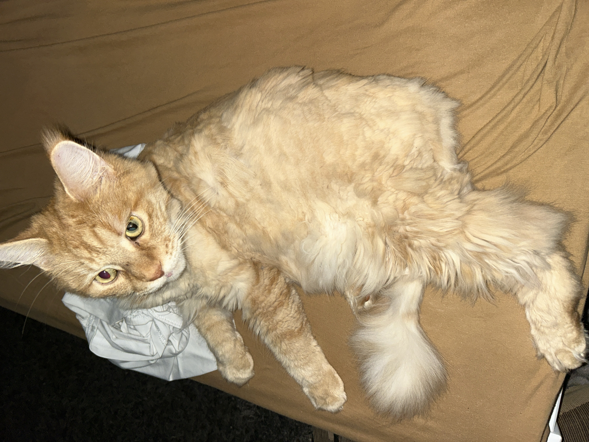 An adult orange tabby cat is lying on its side on a tan-colored surface, possibly a bed or sofa. The cat has long, fluffy fur and yellow-green eyes. Its left ear is slightly folded, and its tail is curled in front of its body. The background is dark and out of focus. There are no people present, and the location is not specified as being in Tugulym, Russia.