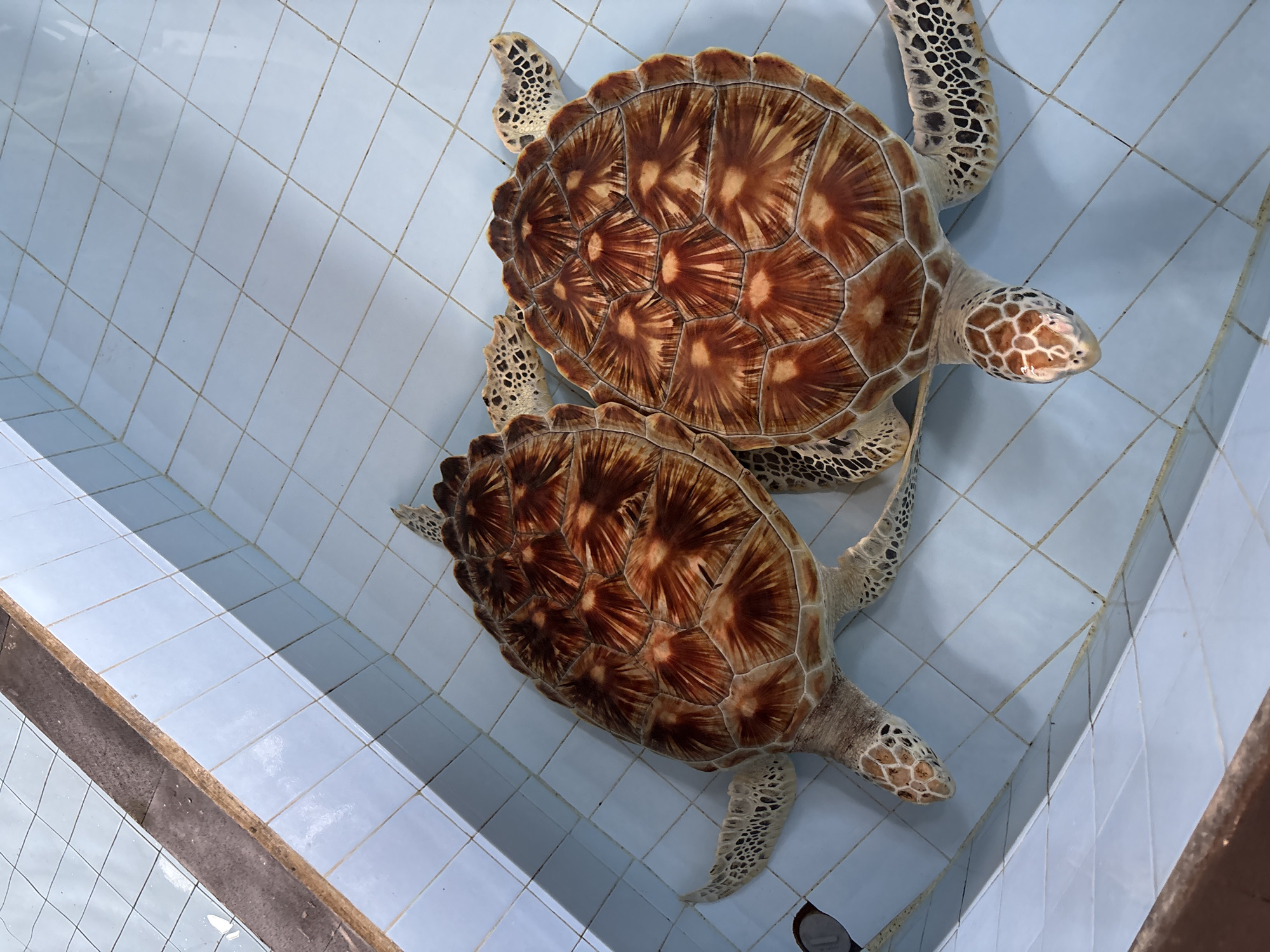 Two sea turtles are in a light blue tiled pool. The turtles' shells are a mix of brown and orange, with a mosaic-like pattern. Their flippers and heads are visible, with speckled skin. The pool has a darker border along one edge. The water level appears to be low, with the bottom of the pool clearly visible. This scene is at the Turtle Conservation and Education Center (TCEC) in Denpasar, Indonesia, a facility dedicated to the rescue, rehabilitation, and conservation of sea turtles.