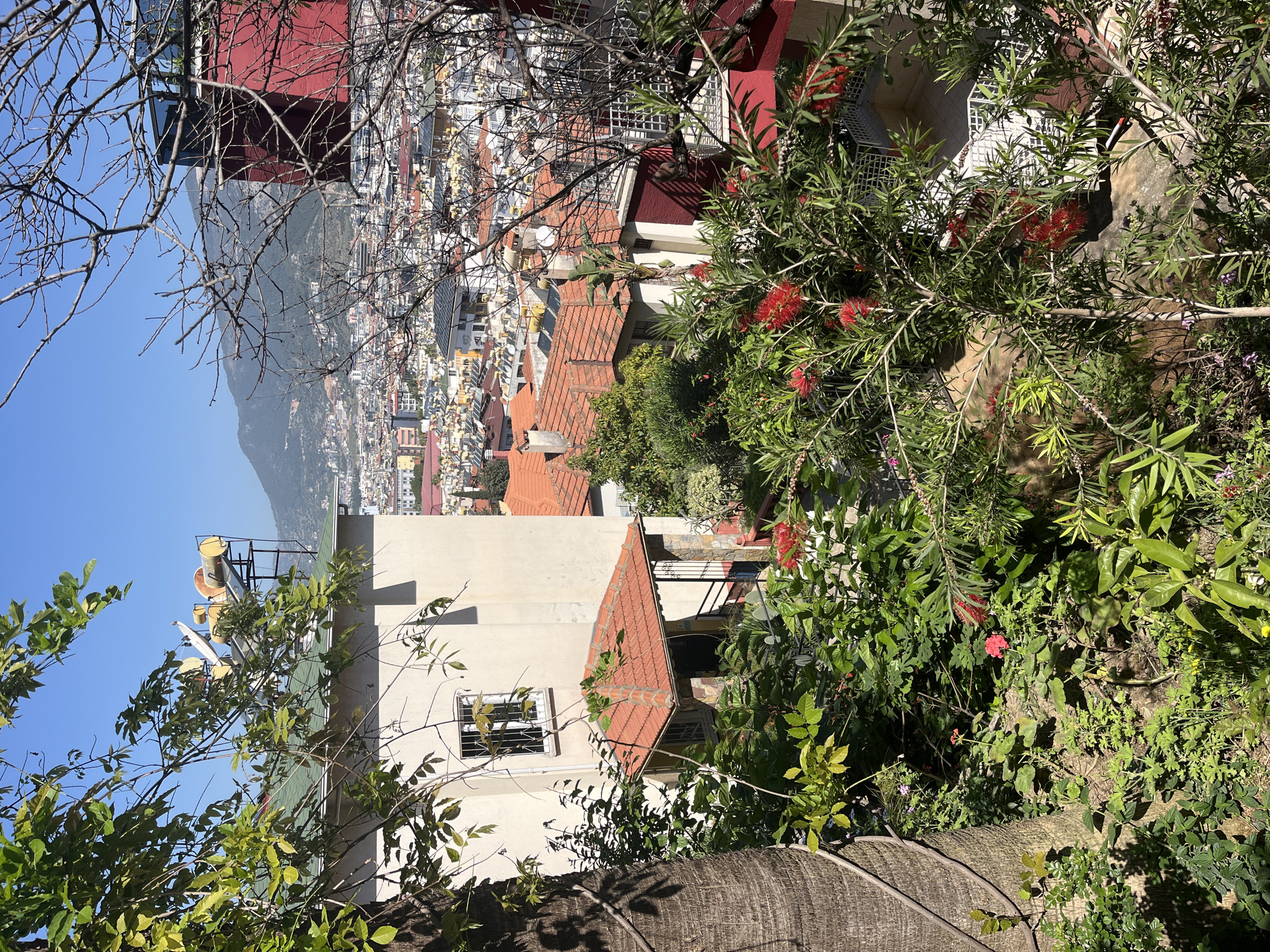 This media file presents a vibrant, sunlit view overlooking a city in Alanya, Turkey, nestled against a backdrop of mountains. The foreground is lush with diverse vegetation, creating a natural frame for the urban landscape beyond.
Prominently in the immediate foreground, a dense thicket of green foliage includes branches of a tree, some bare and skeletal, others laden with bright green leaves. Several bottlebrush plants (Callistemon) are visible, adorned with distinctive crimson, brush-like flowers. Interspersed among the greenery are small pink and purple wildflowers, growing close to the ground. A textured, woven-like surface, possibly a large tree trunk or a natural barrier, cuts across the bottom of the frame, partially in shadow.
Beyond the rich vegetation, the cityscape unfolds, characterized by numerous buildings with warm red-tiled roofs, indicative of Mediterranean architecture. Other buildings display flatter, lighter-colored roofs, some equipped with solar water heaters. Details like balconies and a window with a protective metal grate are discernible on closer buildings. A distinctive modern building with a deep red facade and large glass sections stands out among the houses on a higher elevation.
In the distance, a majestic, rugged mountain range rises under a clear, bright blue sky, partially shrouded by the urban sprawl. The overall impression is one of a bustling city harmoniously integrated with its natural surroundings. The strong sunlight and clear skies suggest it is daytime, likely mid-morning or early afternoon, with clear weather. No people or visible text are present in the image, conveying a serene, scenic atmosphere.
