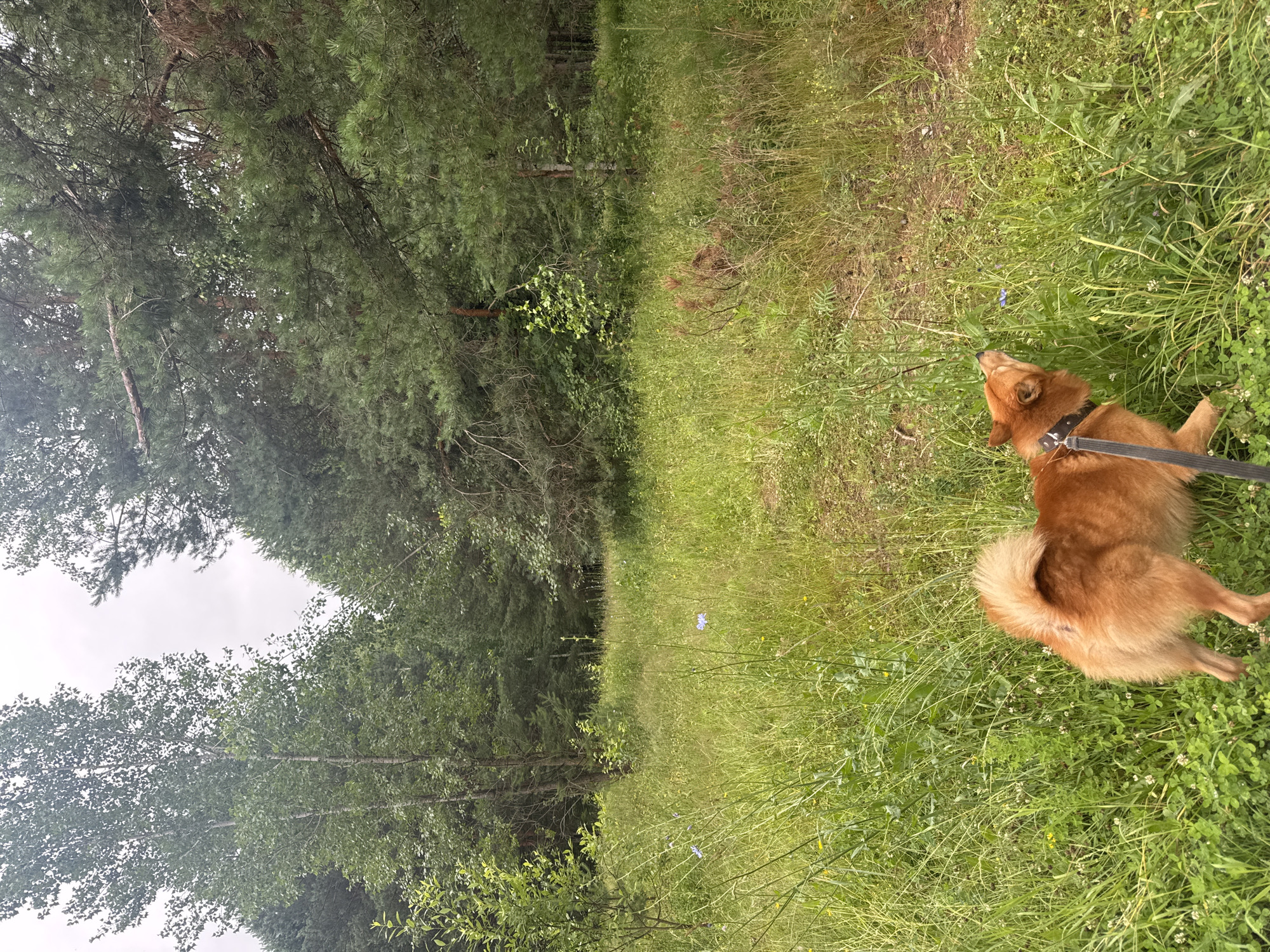 An orange-colored dog on a leash sniffs at blue flowers in a grassy field bordering a forest. The dog is positioned in the lower-left quadrant of the image, facing towards the right and slightly upward. Behind the dog and stretching across the image is a dense field of tall green grass interspersed with small white and yellow flowers, as well as several larger blue flowers. The background consists of a dense forest with a variety of trees, including tall pines and birches. The sky is overcast. The location appears to be a natural area, potentially a park or forest edge, within or near the city of Chaikovsky, Russia, given the context provided.