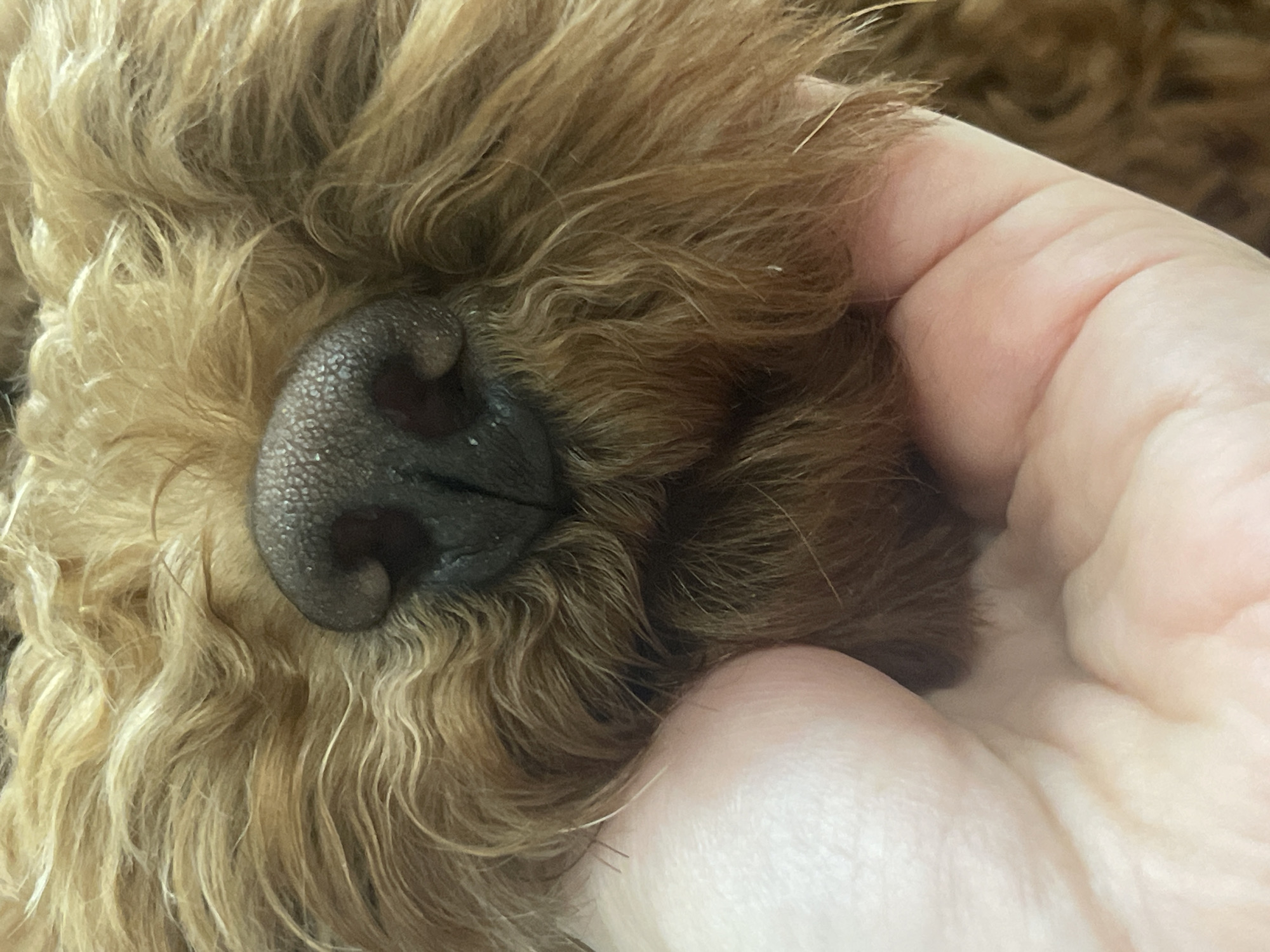 A close-up, eye-level, medium shot shows a person's hand gently cupping the face of a golden-brown dog, with the focus on the dog's wet, dark nose. The dog's fur is a light brown with blonde highlights and appears wavy and curly. The texture of the dog's nose is rough and bumpy, with visible nostrils and moisture. The person's skin is light-toned, with visible fingerprints and creases on their fingers and palm. The background is out of focus, but appears to be an indoor setting. The overall impression is one of affection and tenderness between the person and the animal.