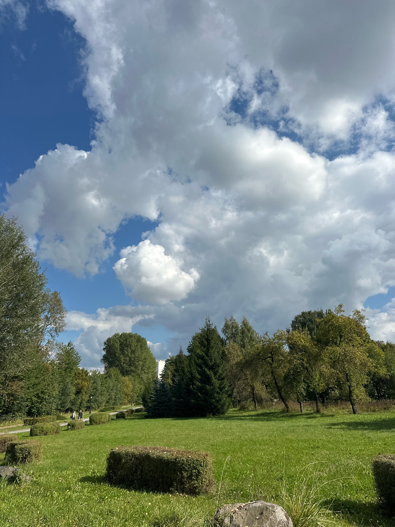 A vertical, full shot captures a park scene with a bright blue sky dotted with large, white, fluffy clouds. The foreground features a well-maintained green lawn with several trimmed, dark green boxwood hedges of various sizes. A large, rough, grey rock rests on the grass to the left, with tall, dry grasses growing around it.
In the middle ground, a gently sloping path winds through the park, bordered by more boxwood hedges. Two individuals, seen from the back, are walking away from the camera along the path, appearing to be a couple. Streetlights are visible along the path.
The background is filled with a dense arrangement of trees of varying heights and species, including several tall, dark green coniferous trees and deciduous trees with green and yellowing leaves. In the distance, a portion of a modern white building is visible peeking above the trees on the right side of the frame. The overall impression is a serene park environment on a partly cloudy day. The location is likely a park in Minsk, Belarus, possibly Gorky Park or a similar public green space.