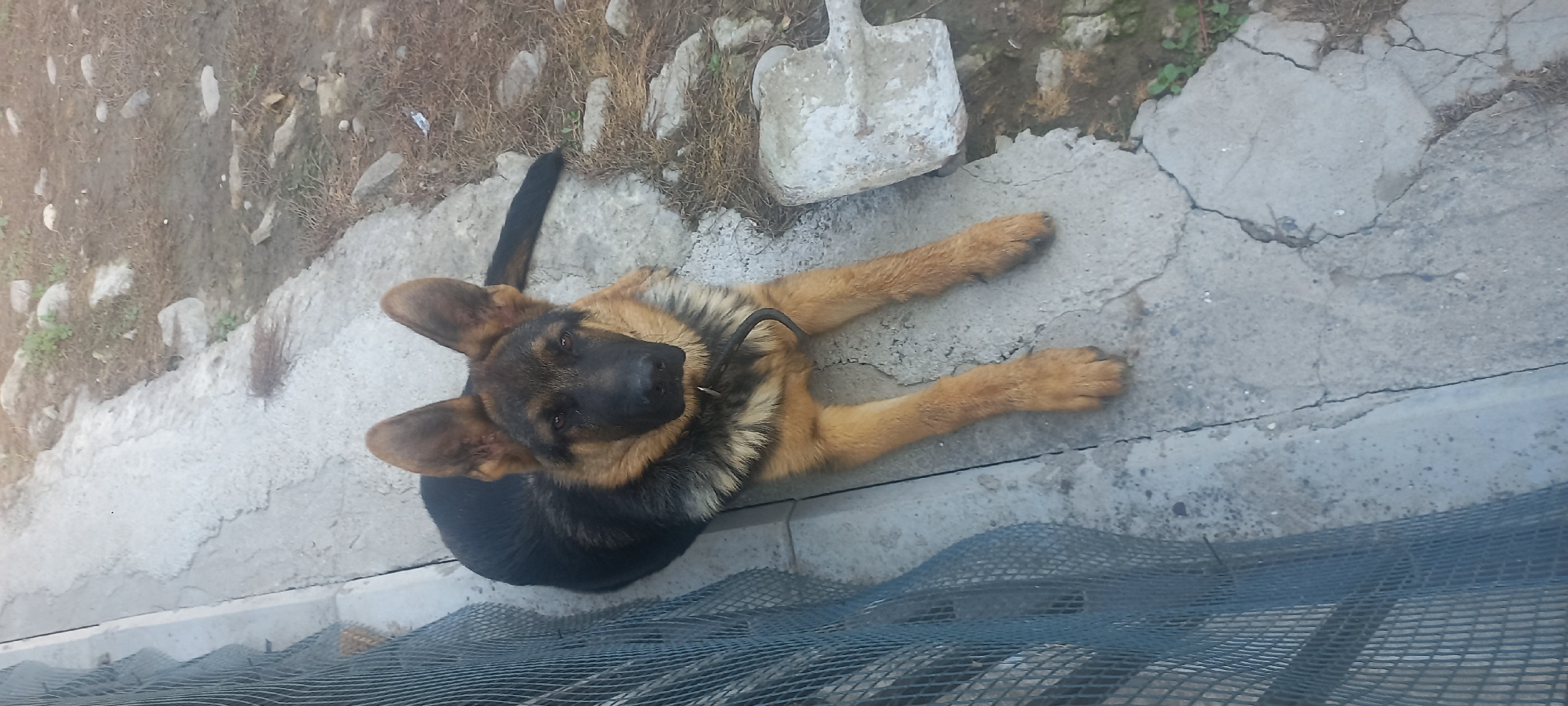 A German Shepherd dog lies on a cracked concrete surface next to a wire fence. The dog is mostly black and tan, with large pointed ears and a long tail. The concrete is bordered by dry grass and rocks. The scene appears to be outdoors, likely in a rural or semi-rural area. No specific location in Islamey, Russia is discernible from the image.