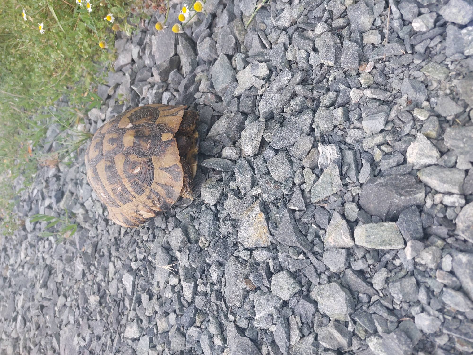 The image depicts a tortoise nestled among gray rocks on a roadside, near a patch of grass and small yellow flowers. The tortoise is primarily brown with dark patterned markings on its shell. The background is composed of various sized gray rocks and pebbles. Based on the provided information, the location is likely in the city of Tsarevo, Bulgaria.