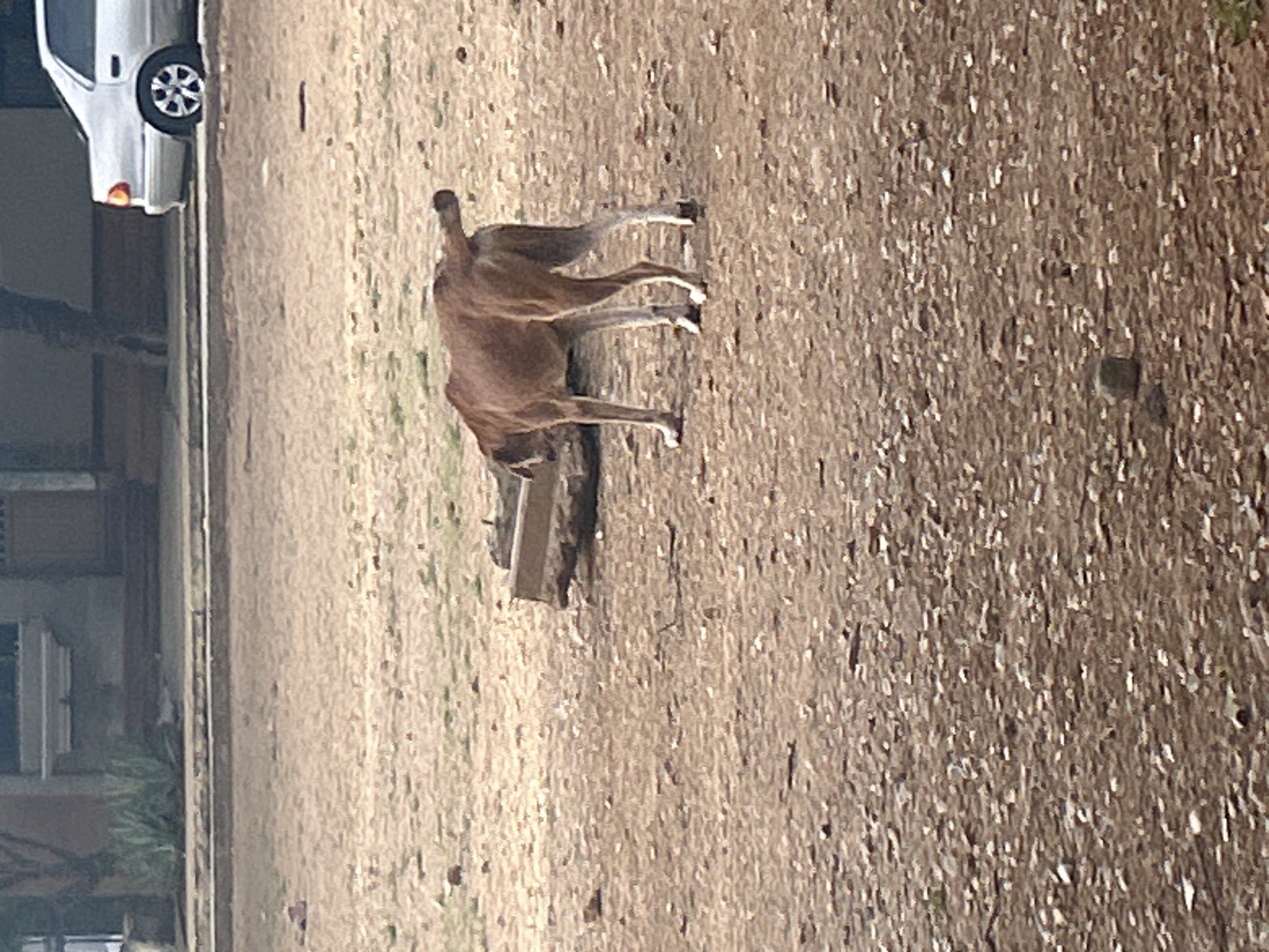 A medium-sized, tan-colored dog with white markings on its legs stands in a dirt lot. The dog is facing away from the camera, with its head lowered towards a concrete trough. In the background, a silver sedan is parked on a street next to a building. The scene appears to be an outdoor area in Santa Ana, Venezuela.