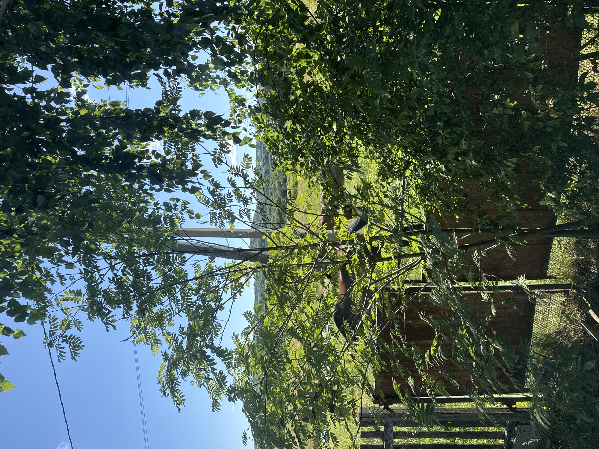 In Zassovskaya, Russia, a rural outdoor scene is captured under a bright blue sky with scattered clouds. The foreground is dominated by lush green foliage, with a prominent tree in the center casting shadows. To the left, a weathered wooden fence section stands, partially obscured by vegetation. Behind the fence, a rusty metal sheet is visible, possibly part of a gate or enclosure.
Further into the background, a field stretches out, dotted with more trees and rolling hills in the distance. A telephone pole stands near the center of the frame, with visible power lines stretching across the sky. Two horses, one brown and one darker, are present in the middle ground, grazing or standing in the field. The overall impression is one of a peaceful, natural landscape in a rural setting.
