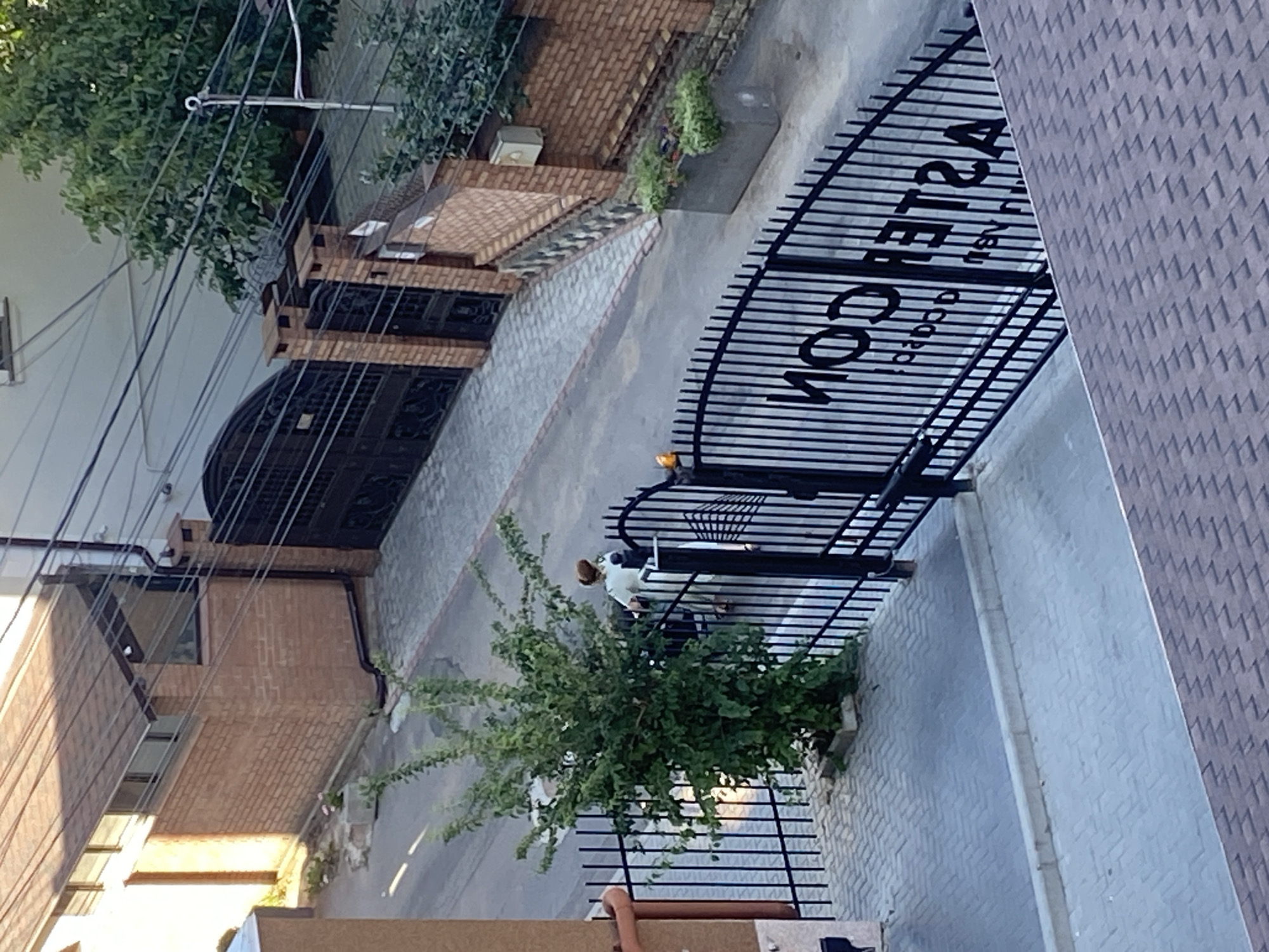 An overhead view captures a street scene in Chișinău, Moldova. A black metal fence dominates the foreground with a cobblestone-like pavement pattern visible behind it. Beyond the fence, a person on a scooter or bicycle, wearing light-colored clothing and a bun in their hair, is seen from the back. A green, leafy tree grows near the fence, obscuring part of the scooter. Across the street, a brick building with a dark metal gate and a smaller, lighter-colored gate are visible. Another brick wall with a planter box containing greenery and flowers runs along the street. The road is paved with asphalt, and overhead wires are present. The scene appears to be during daylight hours, with shadows suggesting the sun is at an angle. The fence in the foreground has large, dark letters spelling out what appears to be "ASTERA" or a similar word, mirrored due to the perspective.