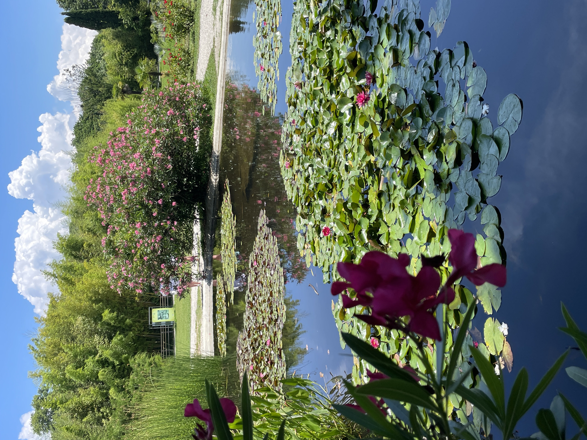 This image depicts a serene pond in the Sirius city of Russia, likely within a botanical garden or park. The pond is filled with numerous water lilies, their green pads creating a lush carpet on the dark water. Several pink water lily blossoms are visible, adding pops of color to the scene. In the foreground, blurred magenta flowers and green foliage frame the left side of the pond.
Behind the pond, a dense bamboo forest creates a vibrant green backdrop. A large bush with abundant pink flowers, likely oleander, stands to the right of the bamboo, drawing the eye with its mass of blooms. Further back, a gravel pathway winds through a garden with more greenery and smaller red flowers. The sky is a clear blue, dotted with fluffy white clouds, reflecting on the surface of the pond. Two individuals, partially visible and out of focus, are near the pathway in the background.