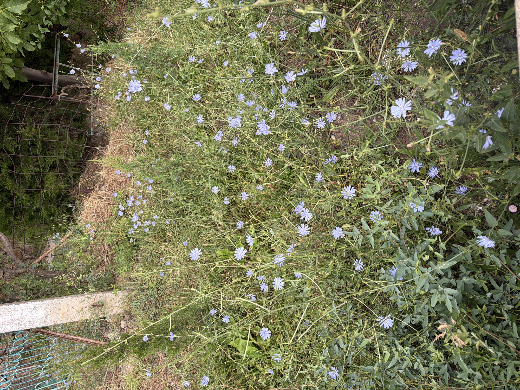 The image shows a patch of wild chicory flowers with pale blue petals growing in an overgrown area near a fence and a concrete post. The Chicory (Cichorium intybus) plants are scattered amongst tall, dry grass and other green vegetation. In the background, a rusted metal fence with a diamond pattern is visible, along with a portion of a concrete post. The environment appears to be an unkempt, outdoor space, possibly a yard or undeveloped land. The scene is set in Khumsan, Uzbekistan.