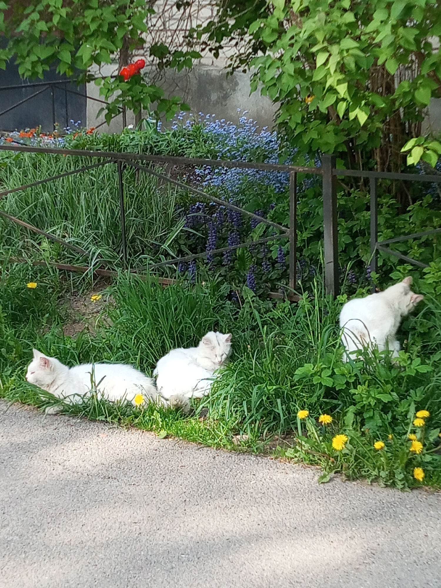 The photograph depicts three white cats in Kommunar, Russia. They are positioned along a sidewalk, nestled in tall grass and dandelions, adjacent to a flower garden. The garden is bordered by a low, dark-colored metal fence. Behind the fence, a variety of flowers are visible, including blue and purple blooms. A building wall and a green foliage-covered tree are in the background.