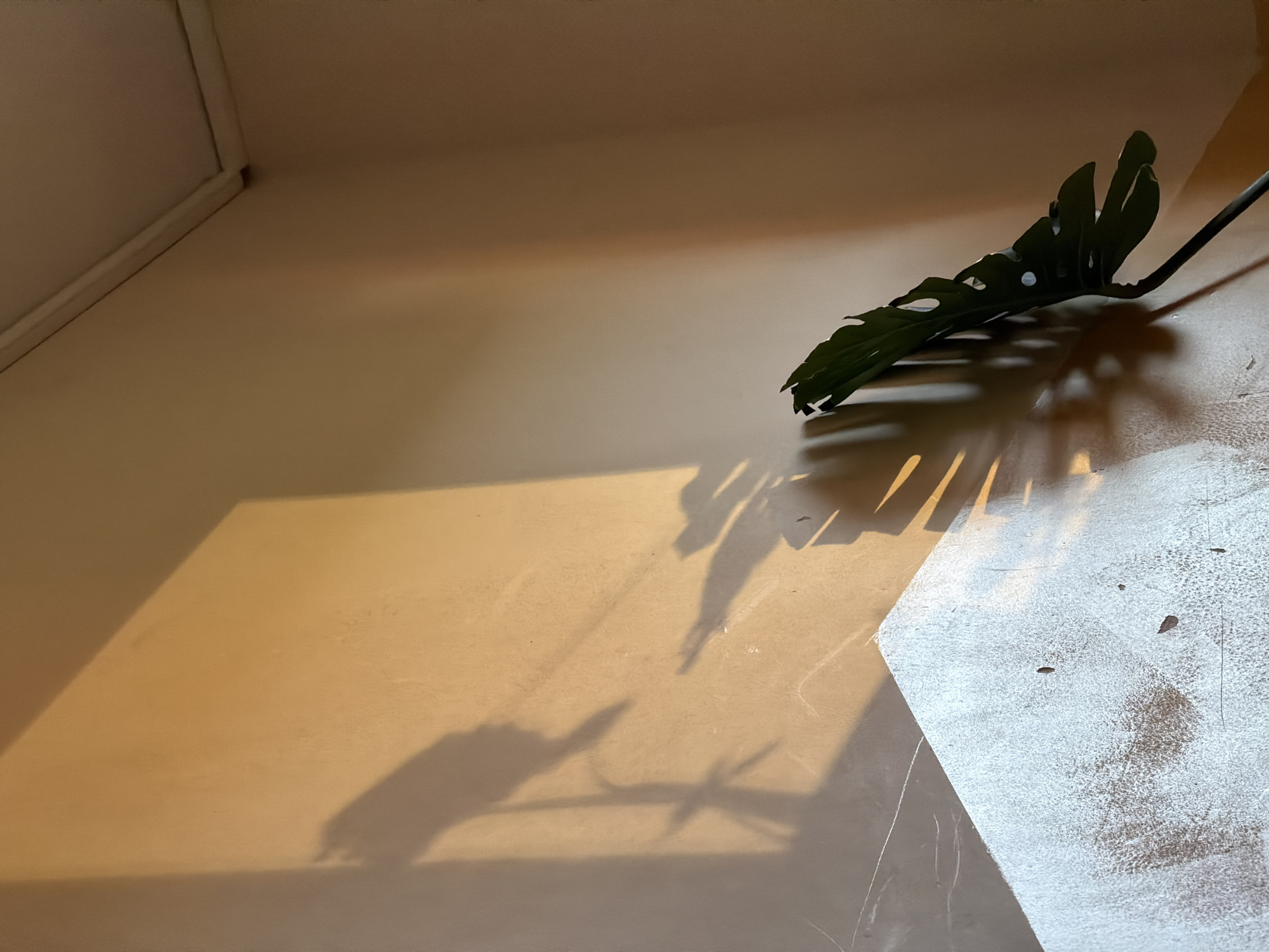 A medium shot captures a single, dark green Monstera leaf positioned in the upper-right quadrant of the frame, casting a complex shadow across a surface of mixed coloration. The surface exhibits a gradient, transitioning from a warm, light beige hue in the upper-left and lower-left areas to a rough, light gray texture with visible imperfections in the lower-right quadrant. The shadow cast by the leaf is diffuse, displaying the intricate patterns of the leaf's perforations and serrations. The upper-left area of the frame features what appears to be the corner of a wall or structure, finished in the same light beige color, creating a sense of depth and spatial context. The location appears to be indoors, with the lighting contributing to the distinct shadow projection.