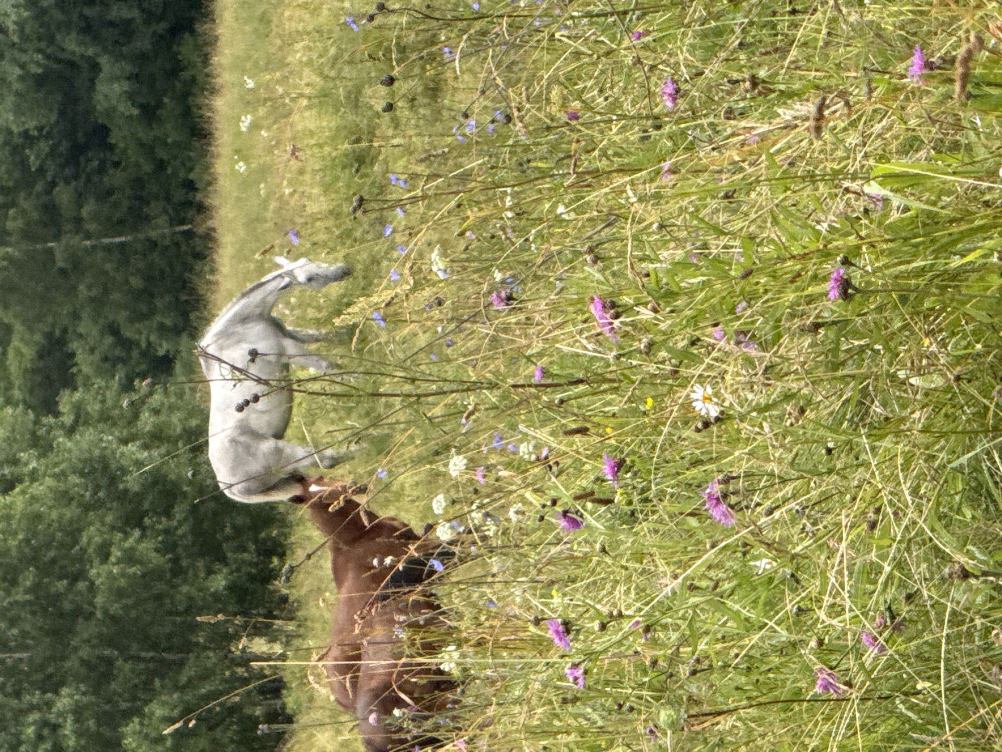 In a meadow of tall green grass with wildflowers, a white horse stands in the middle ground, facing left and grazing. To its left and slightly forward, two brown horses are also grazing. The background consists of a dense line of trees. The location is Galinė, Lithuania.