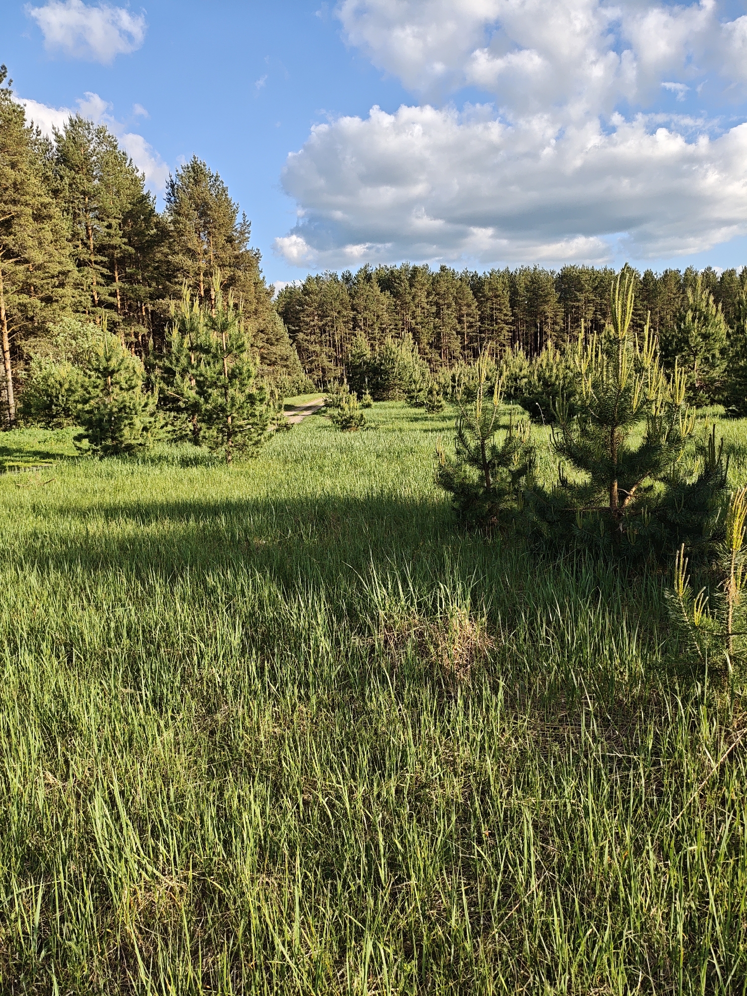 The image shows a grassy field in Заречье, Russia, with young pine trees scattered throughout. In the background, a dense forest line is visible under a partly cloudy blue sky. The grass in the foreground is tall and green, with areas of shadow and sunlight. There are no people visible in the image.