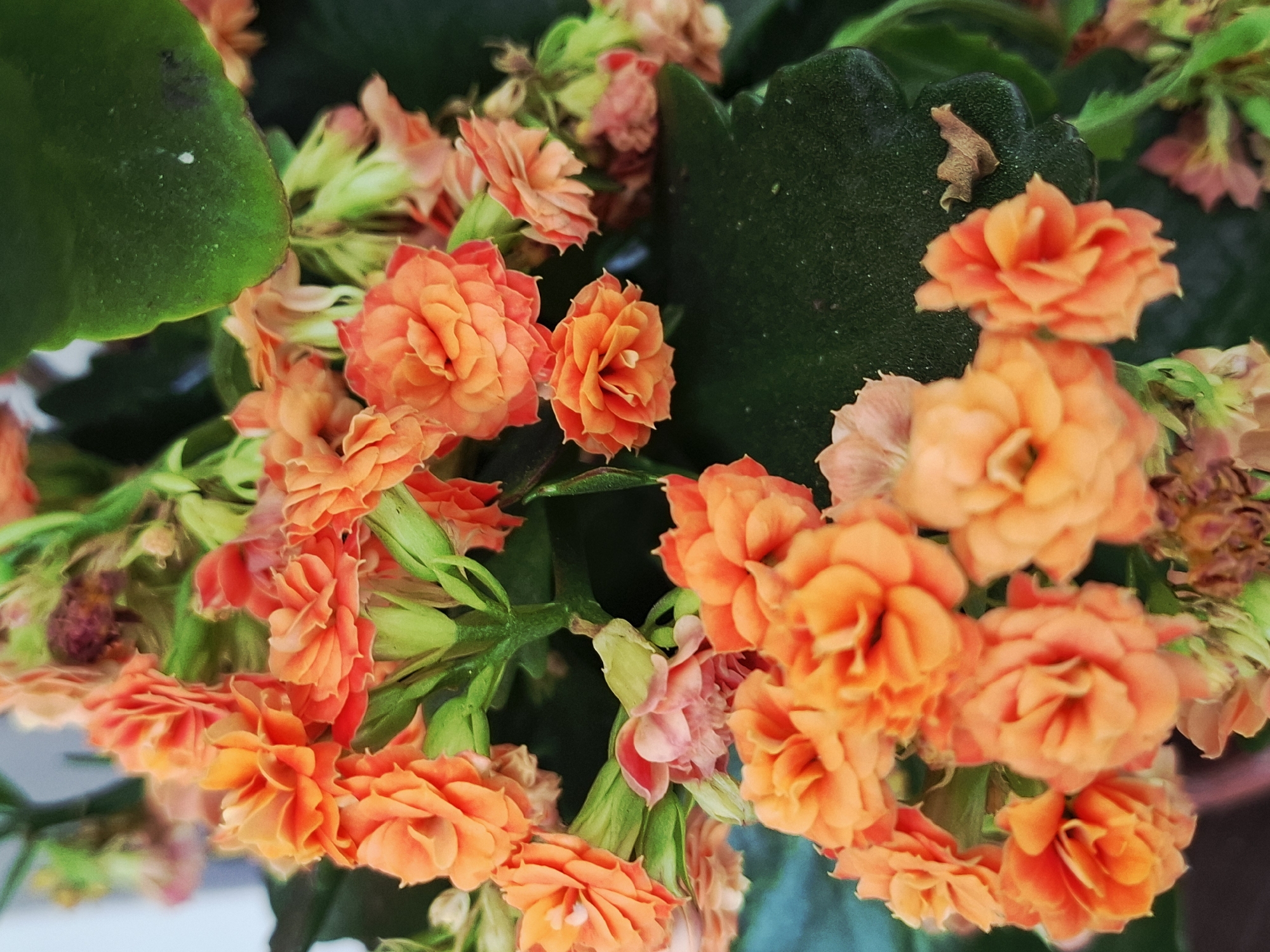 The image shows a close-up view of a Kalanchoe blossfeldiana plant, featuring clusters of bright orange flowers and dark green, fleshy leaves. The flowers are tightly packed with ruffled petals, and some of the blooms are in various stages of opening. The leaves have a slightly textured surface. The location is unknown.