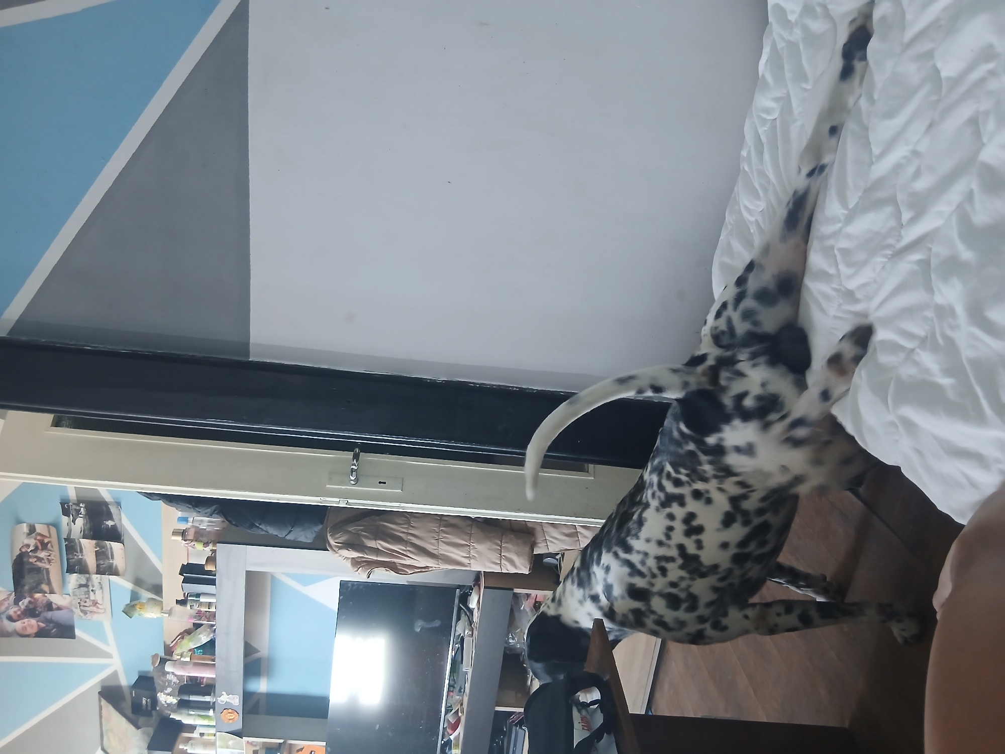 A Dalmatian dog is on its hind legs, stretching on a white bed. The dog is facing away from the camera, towards a doorway. The dog has a white coat with black spots. Its tail is curved upwards. The bed is covered with a white duvet, which is wrinkled. In the background, there is a wall with a geometric pattern of blue, grey, and white. There is a shelf on the left with various bottles and jars. A television is also visible on a table in the background.