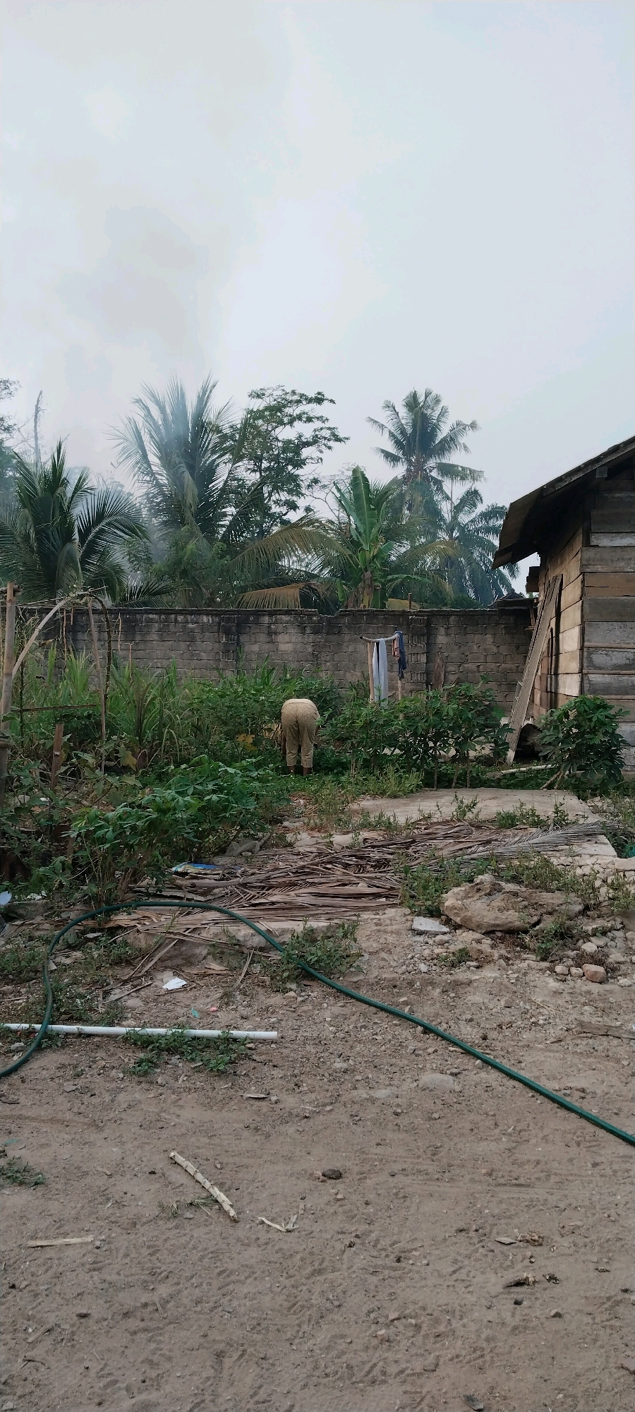 In the village of Tanjung Ratu Ilir, Indonesia, a person is seen bending over in a yard, tending to plants. The yard is bordered by a low brick wall, behind which are numerous palm trees and other vegetation. To the right of the yard, a simple wooden structure is visible, appearing to be a small house or shed. The ground in the yard is a mix of dirt and dried palm fronds, with a green garden hose and a white pipe lying on the ground. The sky above is overcast and hazy.