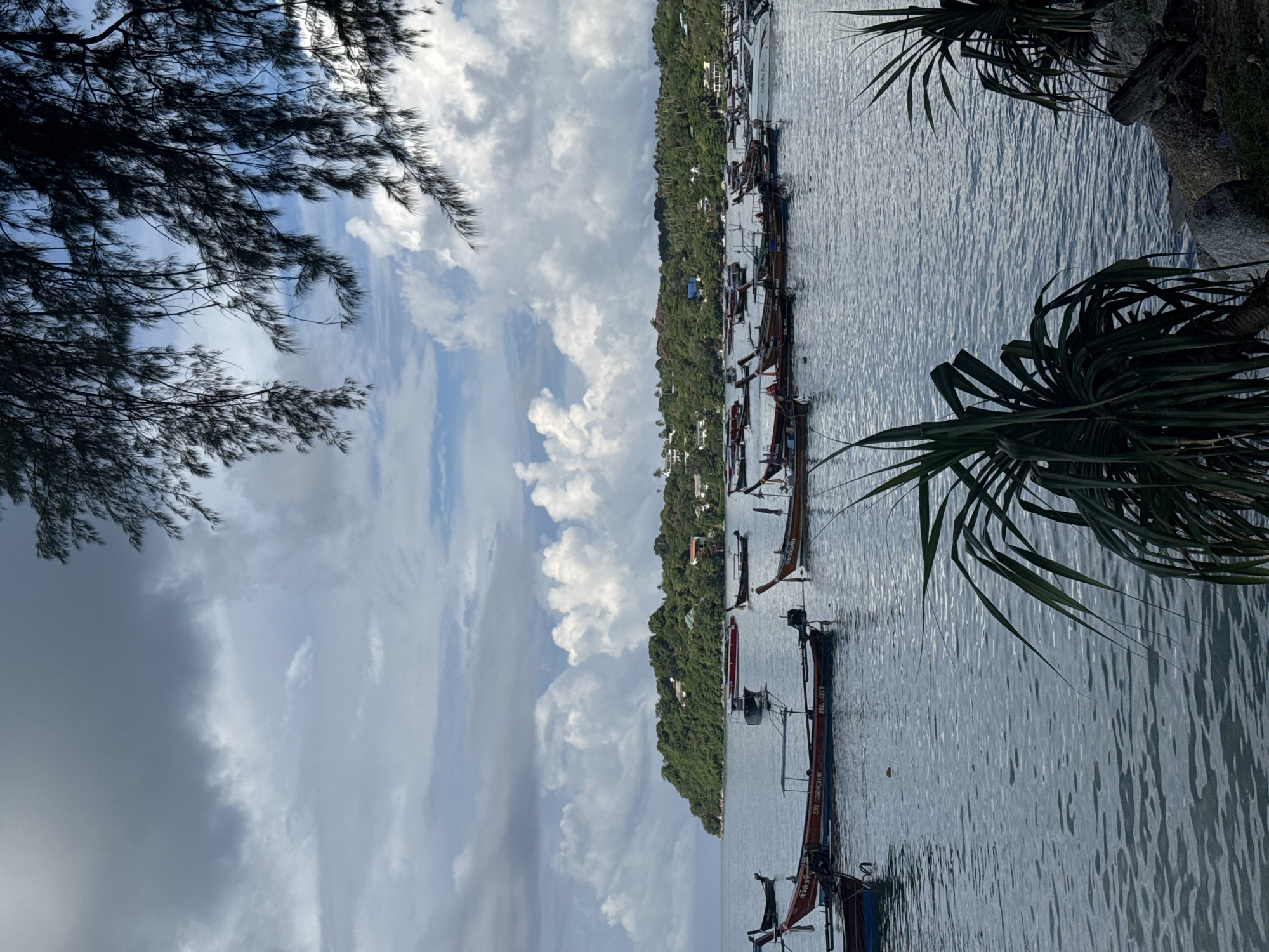 A vertical, eye-level shot captures a calm bay filled with numerous Thai longtail boats and other vessels. The water is a deep blue-gray, with subtle ripples indicating a gentle breeze. In the mid-ground, a lush, green island rises, dotted with buildings nestled amongst the trees. The sky above is a dynamic mix of dark, brooding clouds and bright, white cumulus formations, suggesting an overcast day with patches of sun. In the foreground, the silhouette of dark green, spiky foliage frames the scene, with some branches of a coniferous tree reaching down from the top of the frame. The location is identified as Rawai, Thailand. No people are visible in the image.