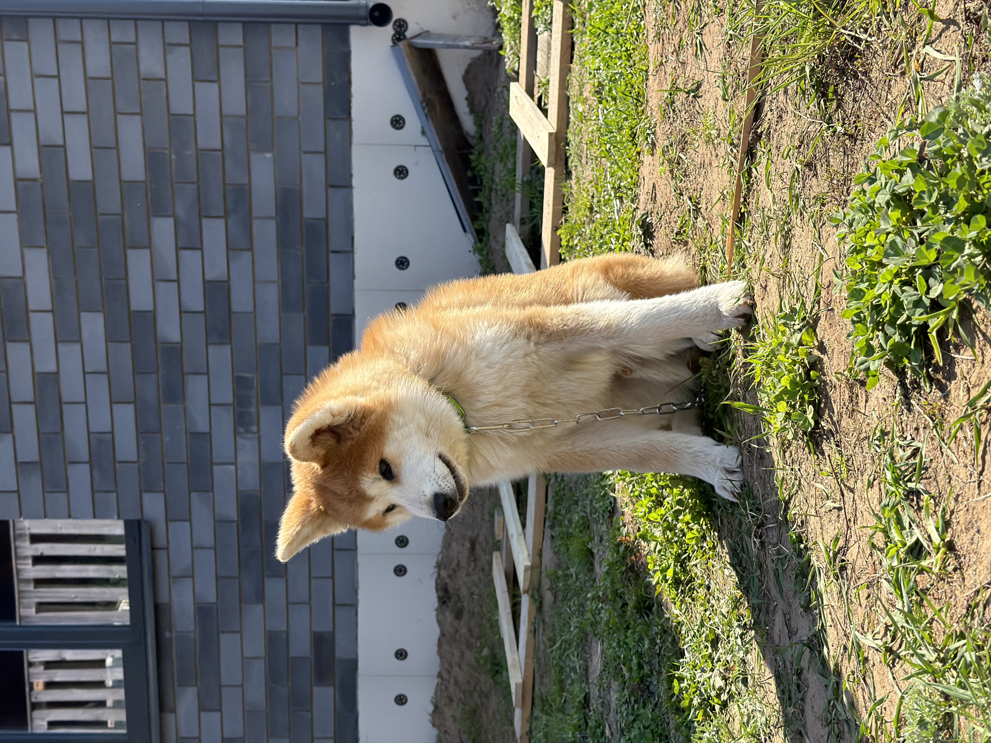 An Akita dog with a chain leash lies on grass next to a gray brick building. The dog is facing left, and its head is slightly tilted downward. The location may be Chaikovsky, Russia.