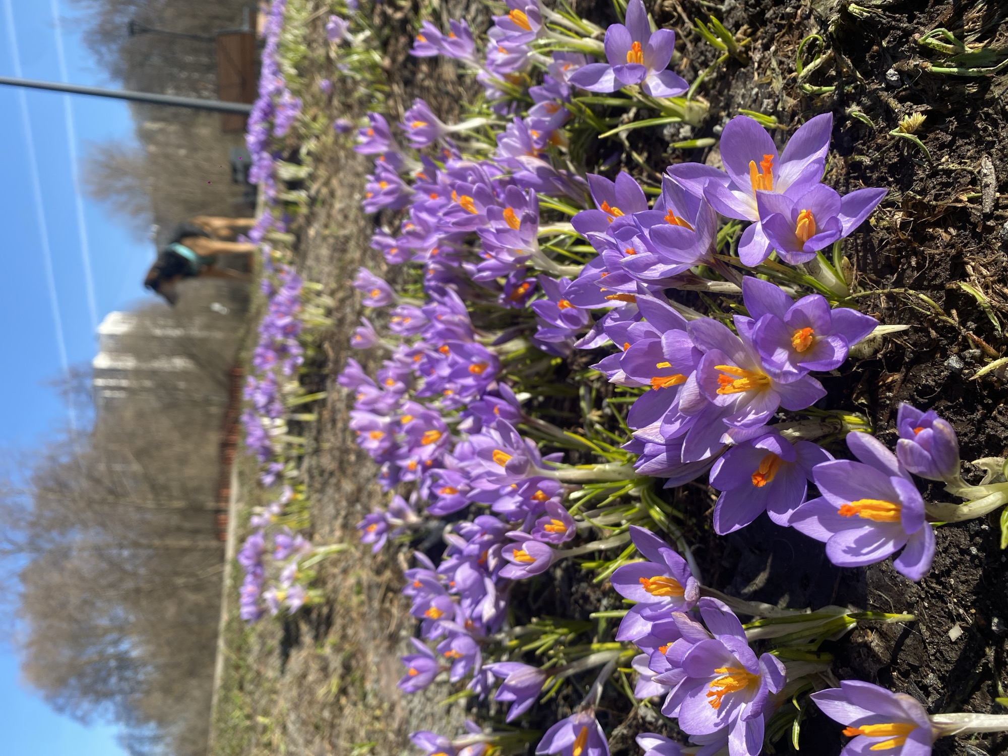 The image depicts a row of purple crocuses in bloom. The flowers are planted in dark soil. In the background, there's a blurred glimpse of trees and a person walking a dog on a path. The sky is blue and cloudless. Given the appearance of crocuses and the architectural clues, the location is suspected to be in a park or garden in Moscow, Russia, though precise geolocation is not possible from the available information.