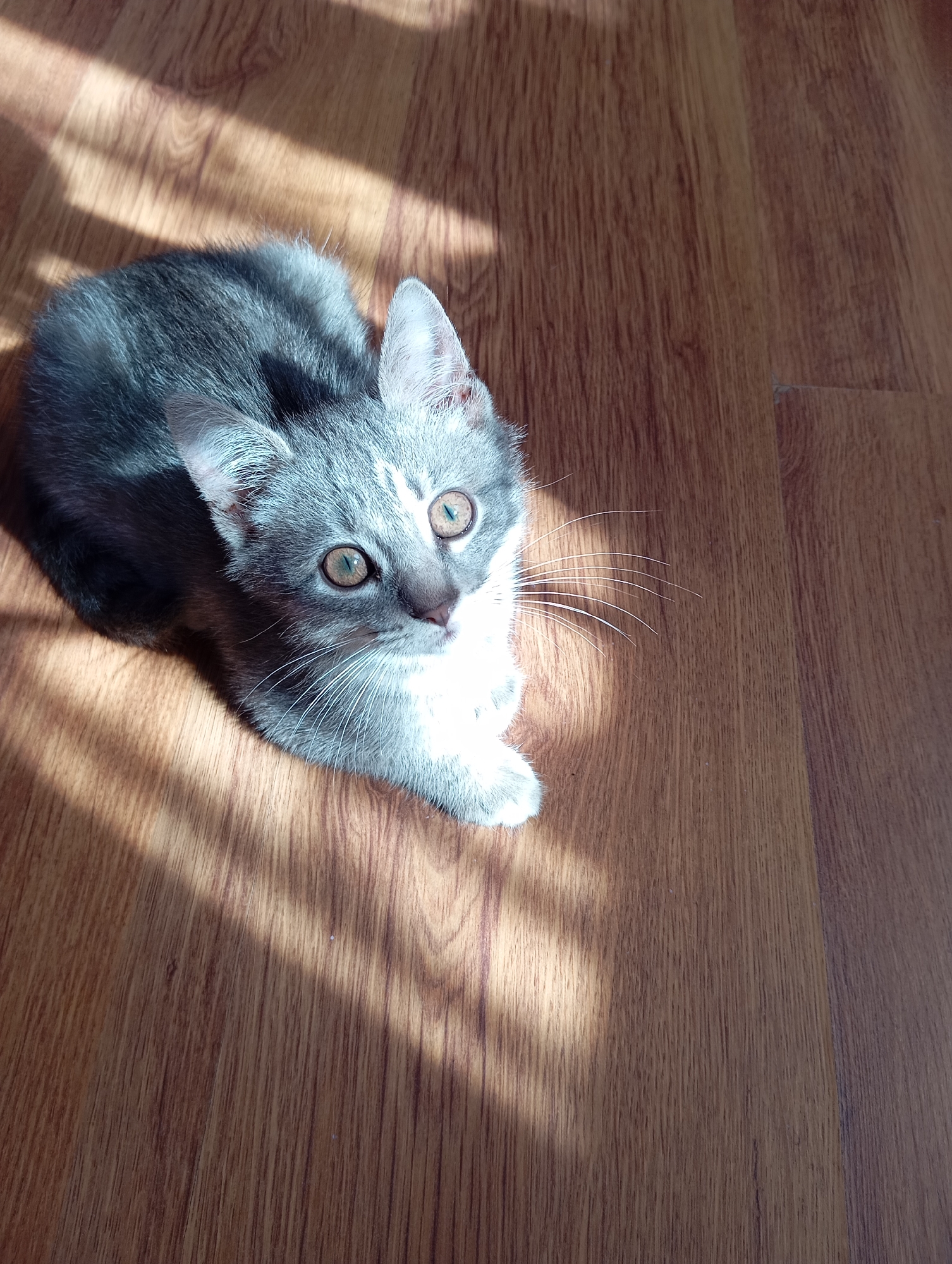 A gray and white kitten sits on a wooden floor in what appears to be a room. Sunlight is filtering through a window and casting shadows on the floor and the cat. The cat is looking up and to the right. It is not possible to determine if this image was taken in Baksan, Russia, based on the visual information alone.