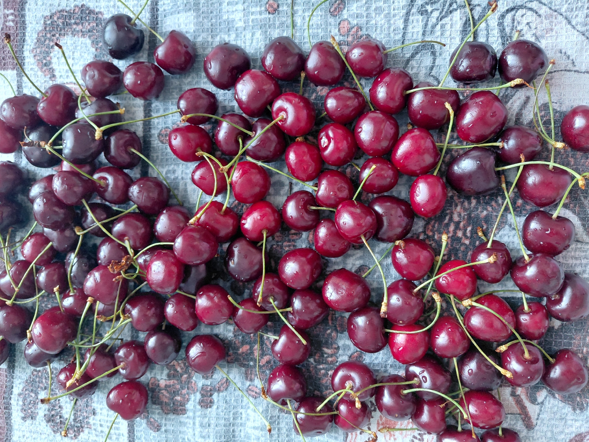 This image displays a close-up, top-down view of a pile of ripe cherries scattered across a textured, light-colored surface, likely a cloth or placemat. The cherries are a deep red to dark purplish-red color, with some appearing slightly glossy, indicating they may be freshly washed. Several cherries still have their green stems attached, some of which are long and delicate, while others are shorter. The lighting suggests an indoor setting, possibly a kitchen or dining area, with no strong shadows indicating natural sunlight. The arrangement of the cherries is haphazard, with some overlapping and others spread out, creating a natural, unposed composition. There is no visible text in the image. The overall impression is one of abundance and freshness, likely intended to showcase the fruit. The context of Tashkazgan, Russia, does not provide specific visual cues in the image itself.