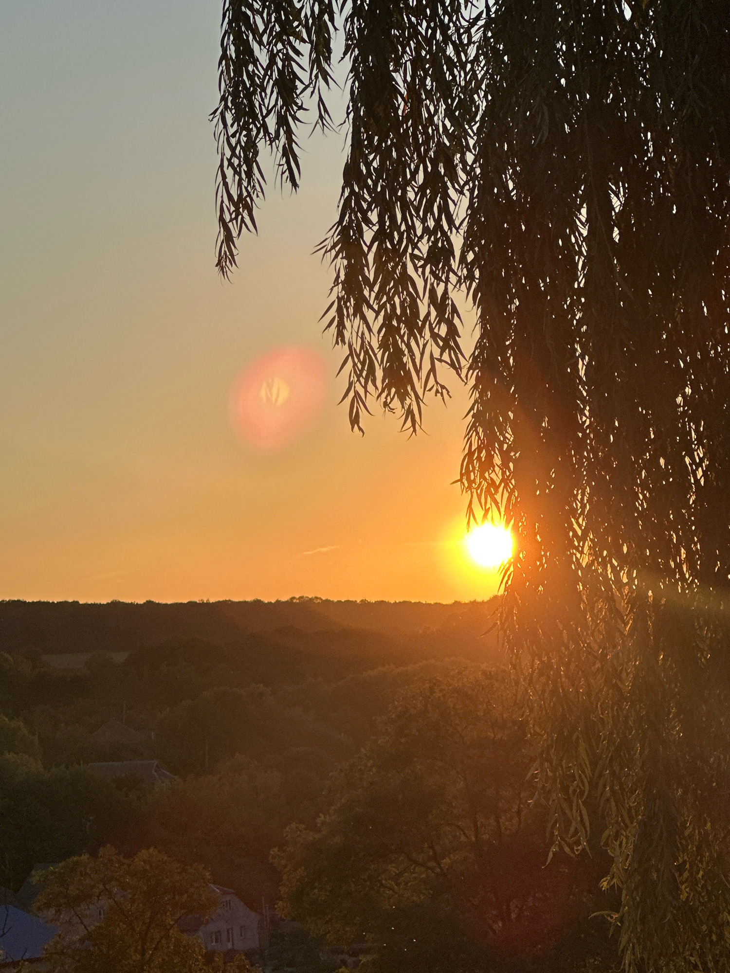 This image depicts a sunset over Makiv, Ukraine. In the foreground, the branches of a weeping willow tree hang down, partially obscuring the view. The sun, a bright, warm orb, is low on the horizon, casting a golden light across the landscape. The sky is a gradient of pale yellow to a soft orange. Below the sky, rolling hills covered in dense green foliage stretch into the distance. A few scattered houses with visible roofs are nestled within the trees, indicating a rural or semi-rural setting. The overall atmosphere is serene and peaceful, characteristic of a quiet evening in the countryside.