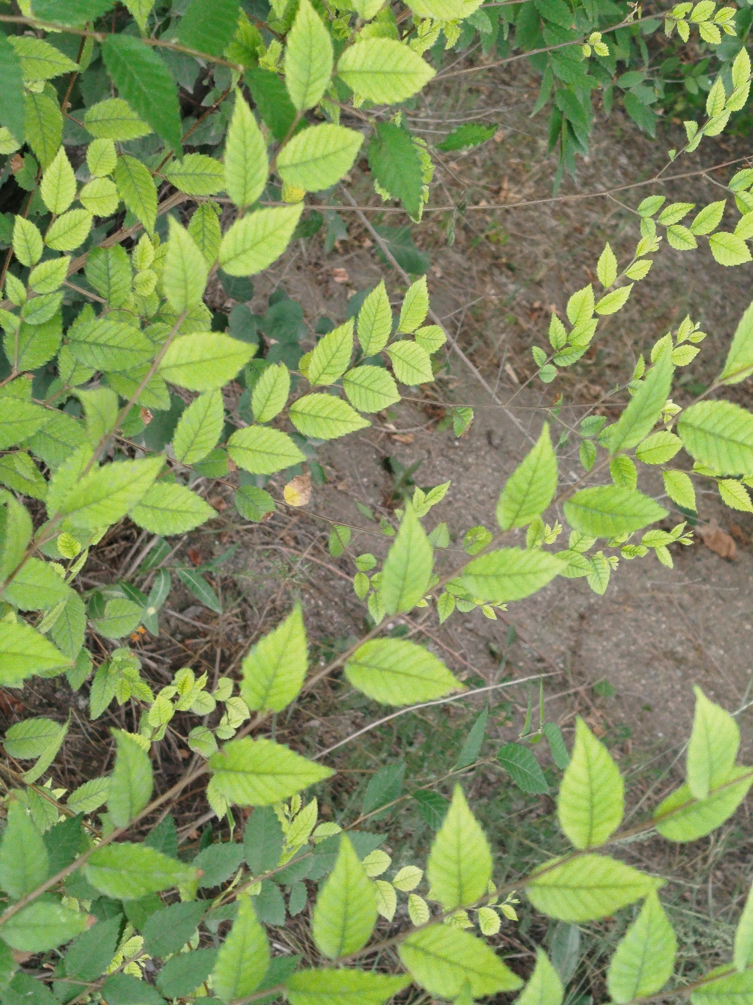 This image is a close-up, overhead view of a dense shrub with many bright green leaves. The leaves are oval-shaped with serrated edges and prominent veins. Some leaves are lighter green, suggesting new growth or a different part of the plant. The branches are thin and brown. The background consists of dry soil and some scattered, dry vegetation. The scene appears to be outdoors, in an unkempt area. There are no people or animals visible. The lighting suggests it is daytime. The image's content does not provide any specific information that can be used to identify its location within Qarağandı city administration, Kazakhstan.