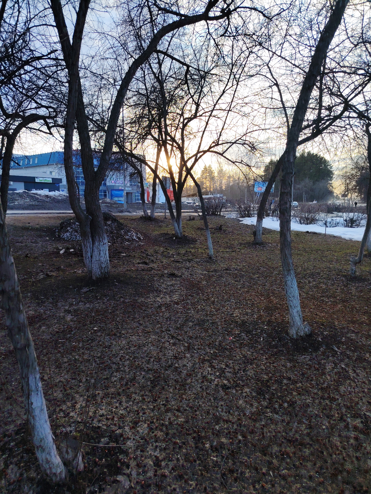 The image depicts a park in the city of Chaikovsky, Russia, likely in early spring. The ground is covered in a mix of dead leaves and what appear to be pine cones. Patches of snow remain in the background. Several trees with bare branches are scattered throughout the park, some with white paint on the lower portion of their trunks. In the background, buildings are visible, including commercial structures with signage in Russian. The sun is low on the horizon, shining through the trees, creating a bright glare.