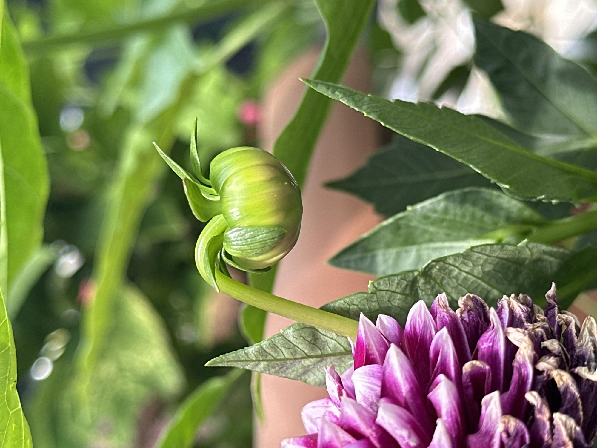 The image is a close-up of a dahlia bud. The bud is green and plump, with tightly closed petals. It is supported by a thin, green stem that curves upwards. Surrounding the bud are lush green leaves. To the left of the bud, a partially bloomed dahlia flower with vibrant magenta and white petals is visible, some of its lower petals showing signs of wilting. The background is softly blurred, revealing more green foliage and a hint of a terracotta-colored pot. The lighting suggests it is daytime. The location of this scene in Essentuki, Russia, is not discernible from the image itself.