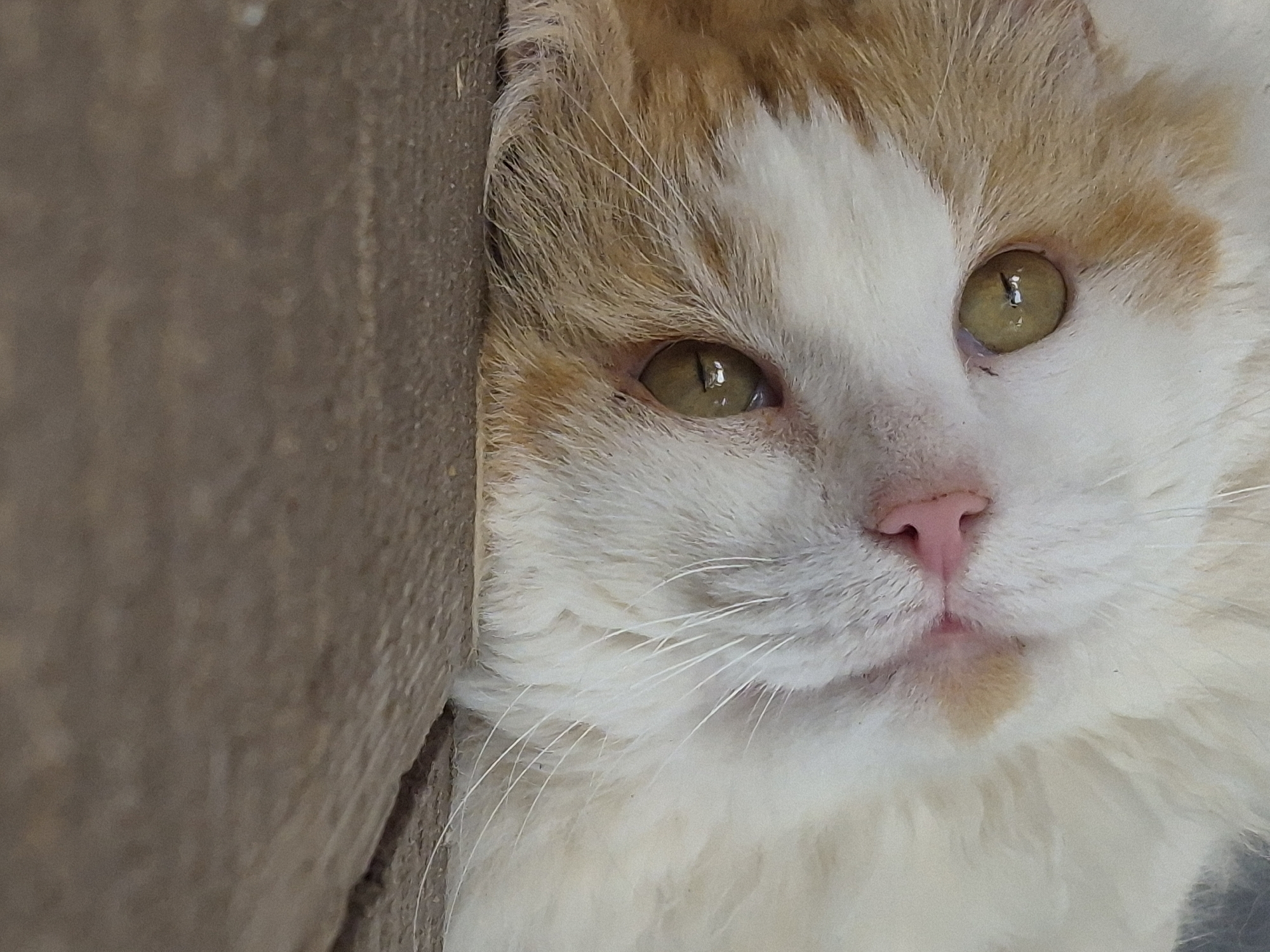 A close-up, eye-level shot focuses on the face of an orange and white cat. The cat is positioned to the right of a textured, brown, vertical surface, partially obscuring its left side. The cat's gaze is directed slightly off-camera to the left, with its eyes a striking yellowish-green. The left eye is more prominent and in focus, revealing a reflection of what appears to be a light source. The cat's pink nose is clearly visible, as is a small patch of orange fur beneath its chin. The fur around its face is fluffy, with prominent white whiskers fanning out. The background behind the cat is softly blurred, suggesting a shallow depth of field. The lighting appears to be natural, possibly daylight, given the clarity of the details. The overall mood is one of gentle curiosity or observation. No text is visible in the image. The location is given as Sooblase, Estonia.