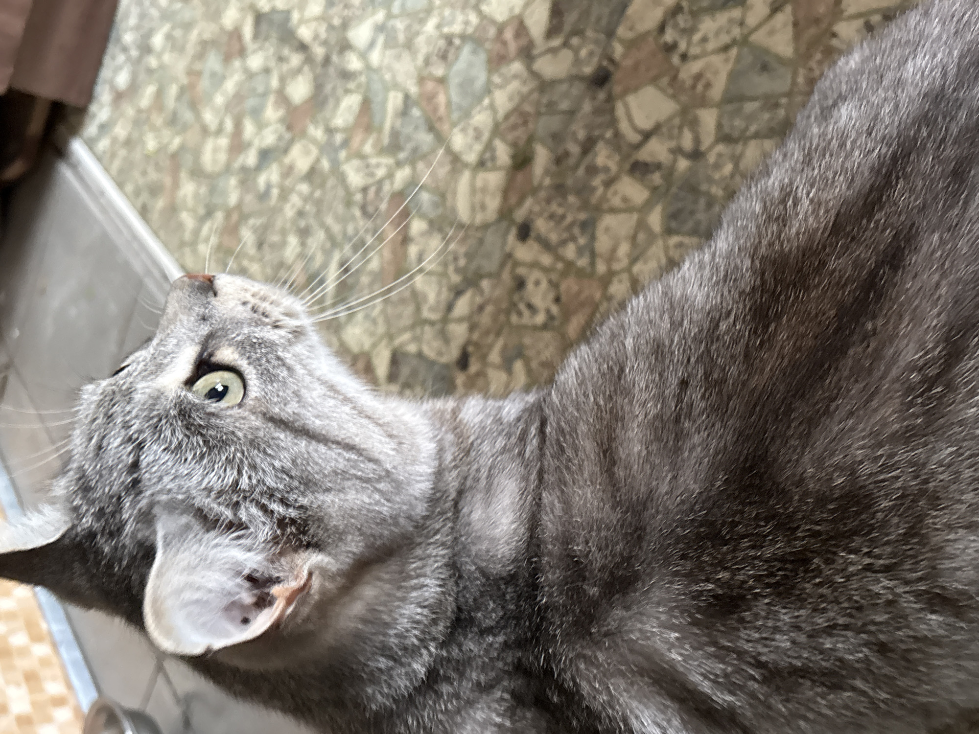 A close-up, high-angle shot shows the head and upper body of a gray tabby cat. The cat is looking upwards and to the left, with its left eye clearly visible and a bright green iris. Its ears are pointed, and its whiskers are long and white. The cat's fur is a mix of gray and black stripes. The background is a patterned floor, with what appears to be mosaic tiles in shades of beige, brown, and gray. Part of a metallic object, possibly a railing or the edge of furniture, is visible in the lower left corner. The lighting appears to be indoor, with no strong shadows, suggesting it could be daytime. No text is visible in the image. The scene is domestic and intimate, focusing on the cat's gaze.