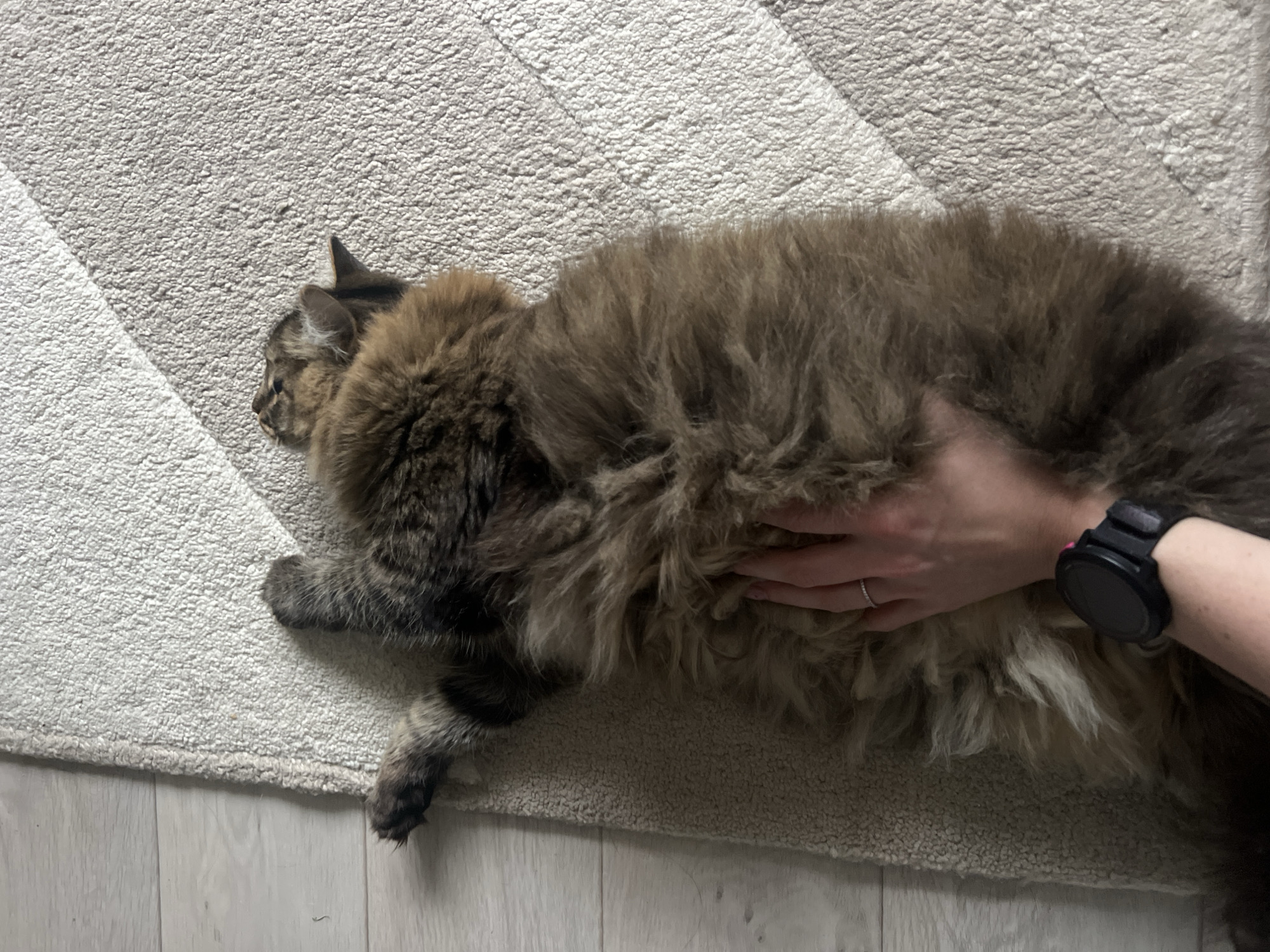 An overhead shot captures a fluffy, long-haired cat lying on a light-colored, patterned rug, with its head turned towards the left of the frame. The cat, appearing to be a brown, black, and tan tabby, has dense fur. A human hand, wearing a thin, silver-colored ring on the ring finger and a black smartwatch with a round face and a pink accent on the band, is gently petting or holding the cat's voluminous belly fur on the right side of its body. The cat appears relaxed, with its eyes partially closed. The rug features a subtle striped or geometric pattern, with a clear diagonal line visible, separating two shades or textures of the light-colored material. The edge of the rug is visible along the bottom, revealing light-colored wooden floorboards underneath. The scene takes place indoors, likely in a home in Chaikovsky, Russia. There is no visible text in the image.