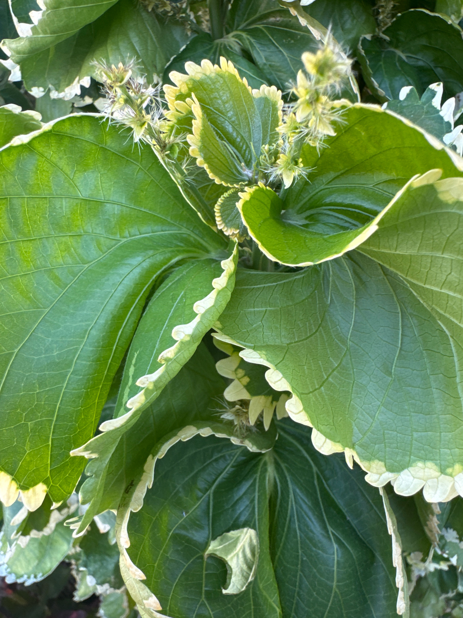 The image is a close-up, top-down view of a plant with large, glossy green leaves. The leaves have prominent veins and a scalloped, variegated edge that is white and yellow. Several small, fuzzy, light-colored flowers or seed heads are visible among the leaves. The lighting suggests it is daytime, and the overall impression is of lush foliage. The image was taken in Limassol, Cyprus.