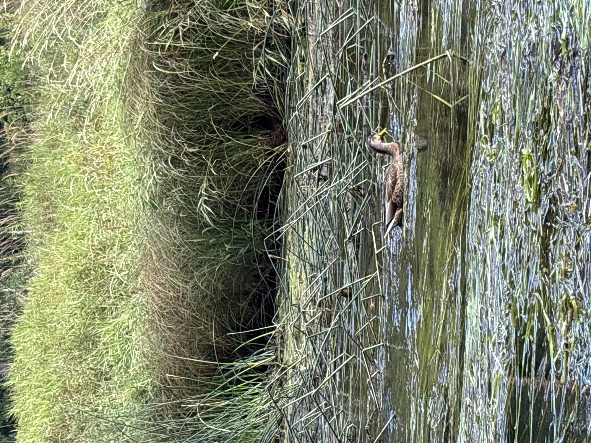 A single brown duck with a yellow bill swims in a body of water filled with submerged and floating green vegetation. Tall, green grass and reeds line the background, obscuring the ground. The water is calm and reflects the sky and surrounding vegetation. The scene appears to be a natural wetland environment.