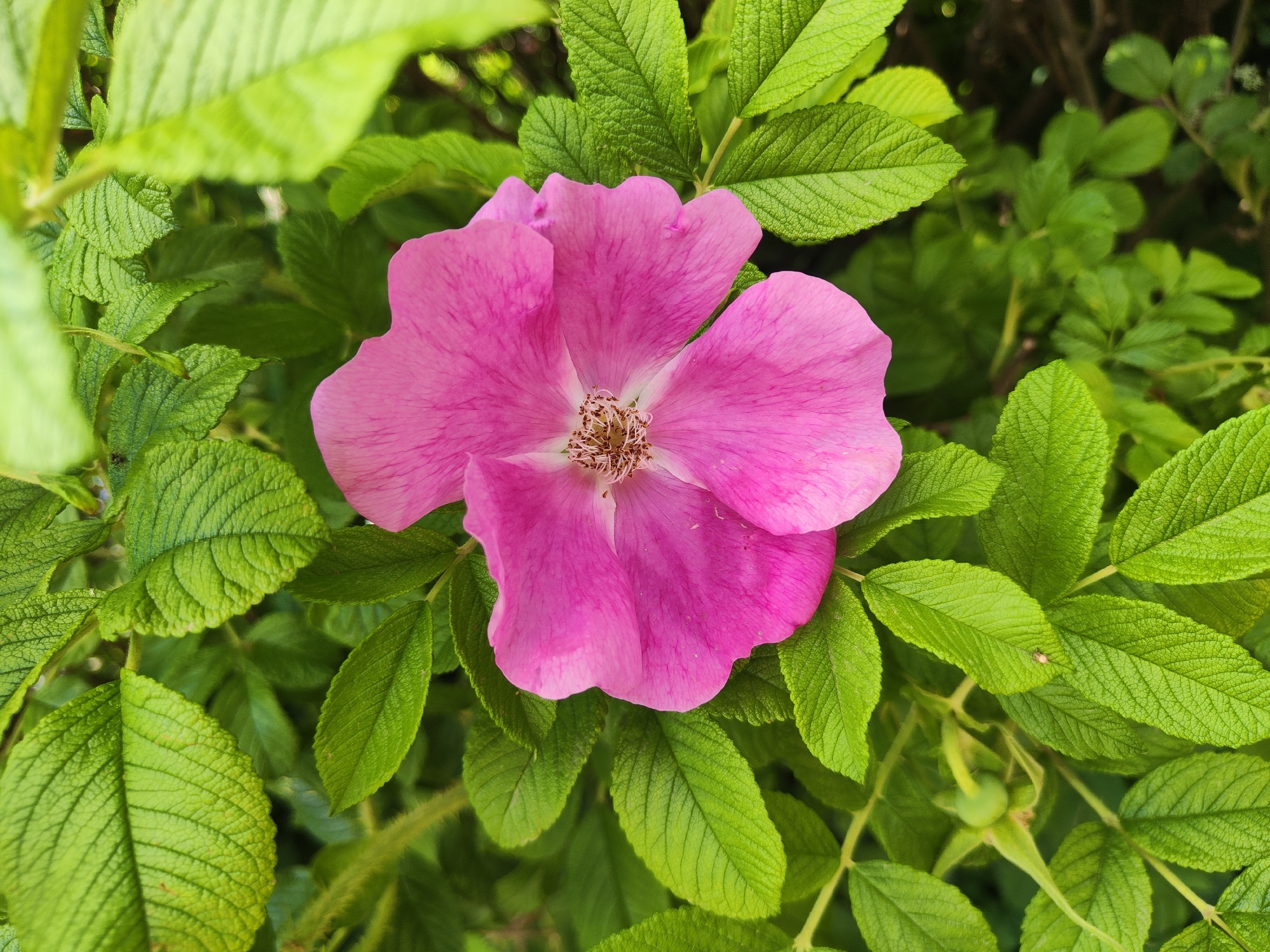 The image is a close-up, eye-level shot of a single, vibrant pink wild rose flower in bloom, surrounded by lush green foliage. The flower has five delicate petals, with a prominent cluster of stamens in the center. The leaves are serrated and textured, with visible veins. In the lower left portion of the frame, a small, green rosehip is partially visible. The background consists of more green leaves and hints of darker, blurred vegetation, suggesting an outdoor setting in a garden or natural environment. There are no people or specific identifiable landmarks of Saint Petersburg, Russia visible in the image.