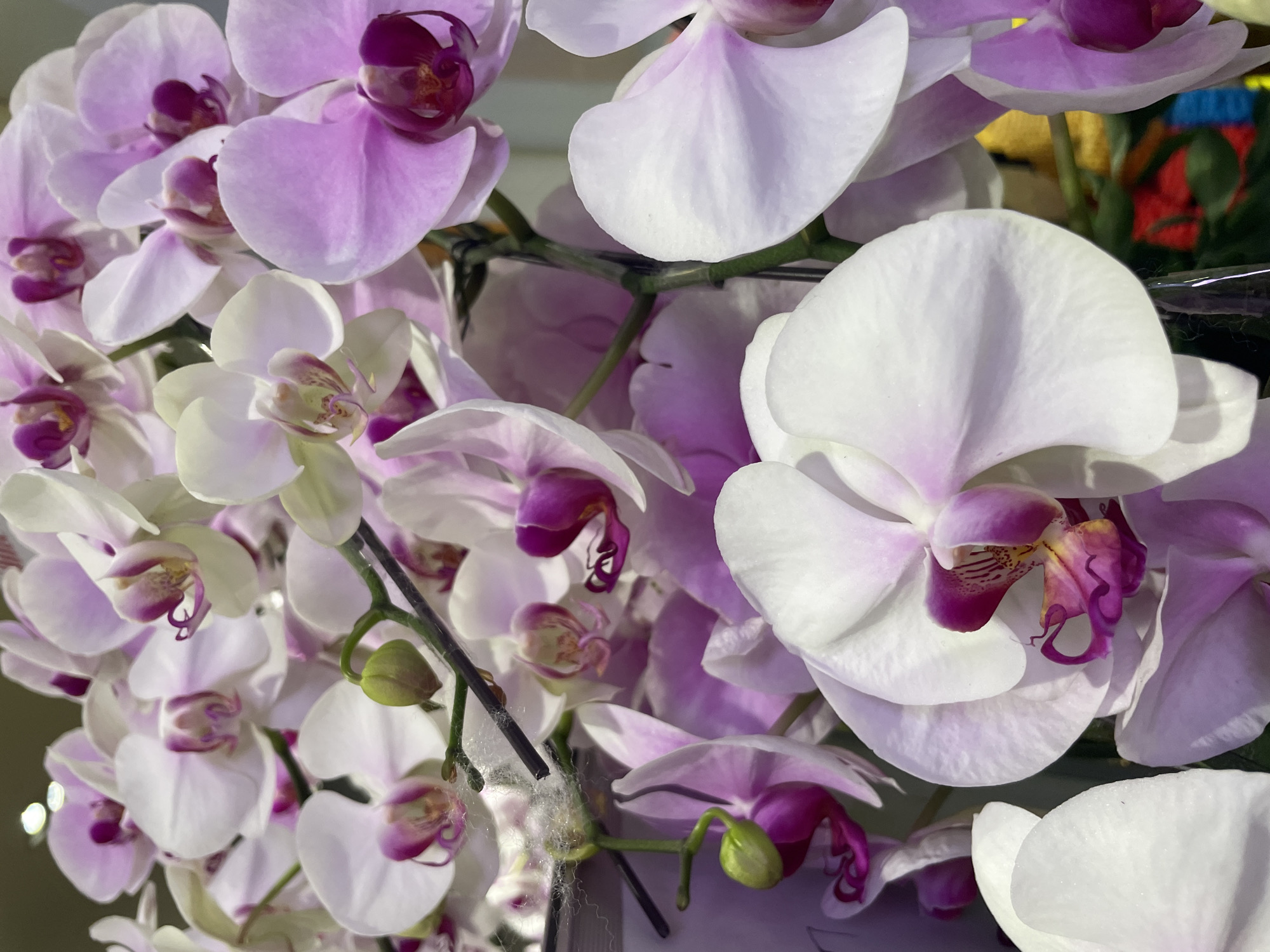 A close-up, shallow depth of field shot captures a cluster of blooming phalaenopsis orchids. The flowers display a gradient of white to soft pink petals, with prominent magenta centers. Some buds are visible, still closed, on green stems. The background is softly blurred, with hints of colorful objects, possibly part of a market stall or display, suggesting an indoor setting. The image is devoid of any human presence or discernible urban features related to Thủ Đức.