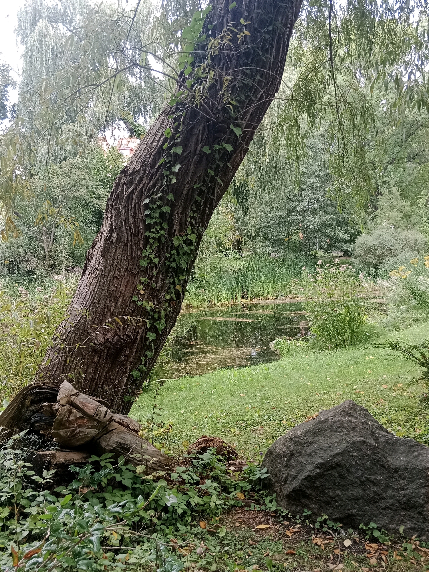 The image depicts a park scene in Bydgoszcz, Poland. In the foreground, a large, gnarled tree trunk leans into the frame from the left, covered in ivy. At its base, a wooden sculpture resembling a reclining figure is partially visible, nestled among fallen logs and lush green ground cover. To the right of the tree, a large, dark grey boulder sits on a grassy area. Beyond this, a tranquil pond with calm water reflects the surrounding greenery. Tall reeds and other aquatic plants line the edge of the pond, and a weeping willow tree with long, drooping branches overhangs the water from the left side of the frame. The background is filled with dense foliage of various trees and shrubs, creating a natural, wooded environment. The sky above is overcast. There are no people or animals visible in the image.