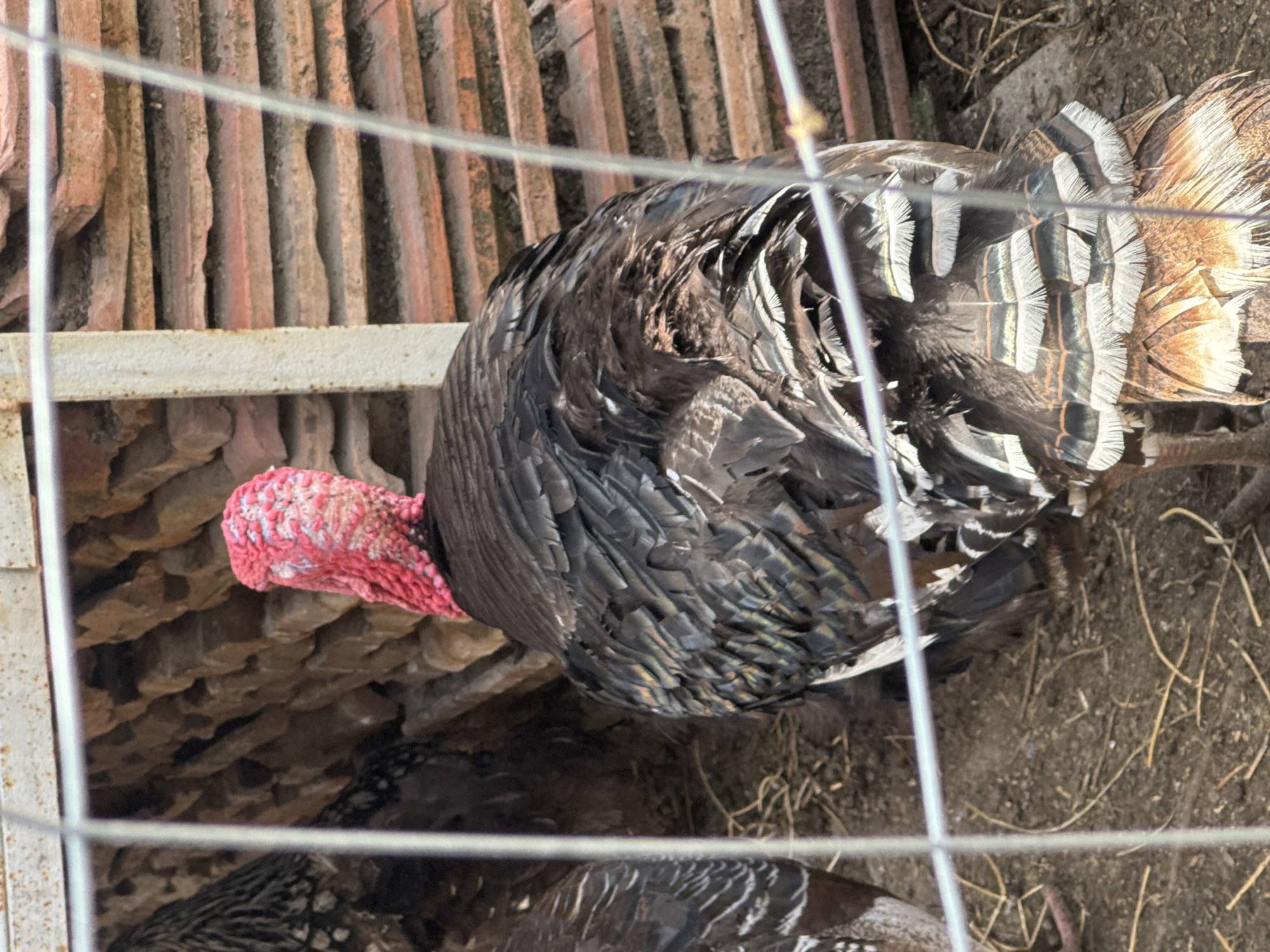 A high-angle, medium shot shows two turkeys behind a wire fence. One turkey is in the upper center of the frame, facing left, with its red head visible over a roof made of stacked orange tiles. The other turkey is partially visible in the lower center. The ground is dirt with some straw. The image was taken during daylight. The location is likely in Sarnevo, Bulgaria.