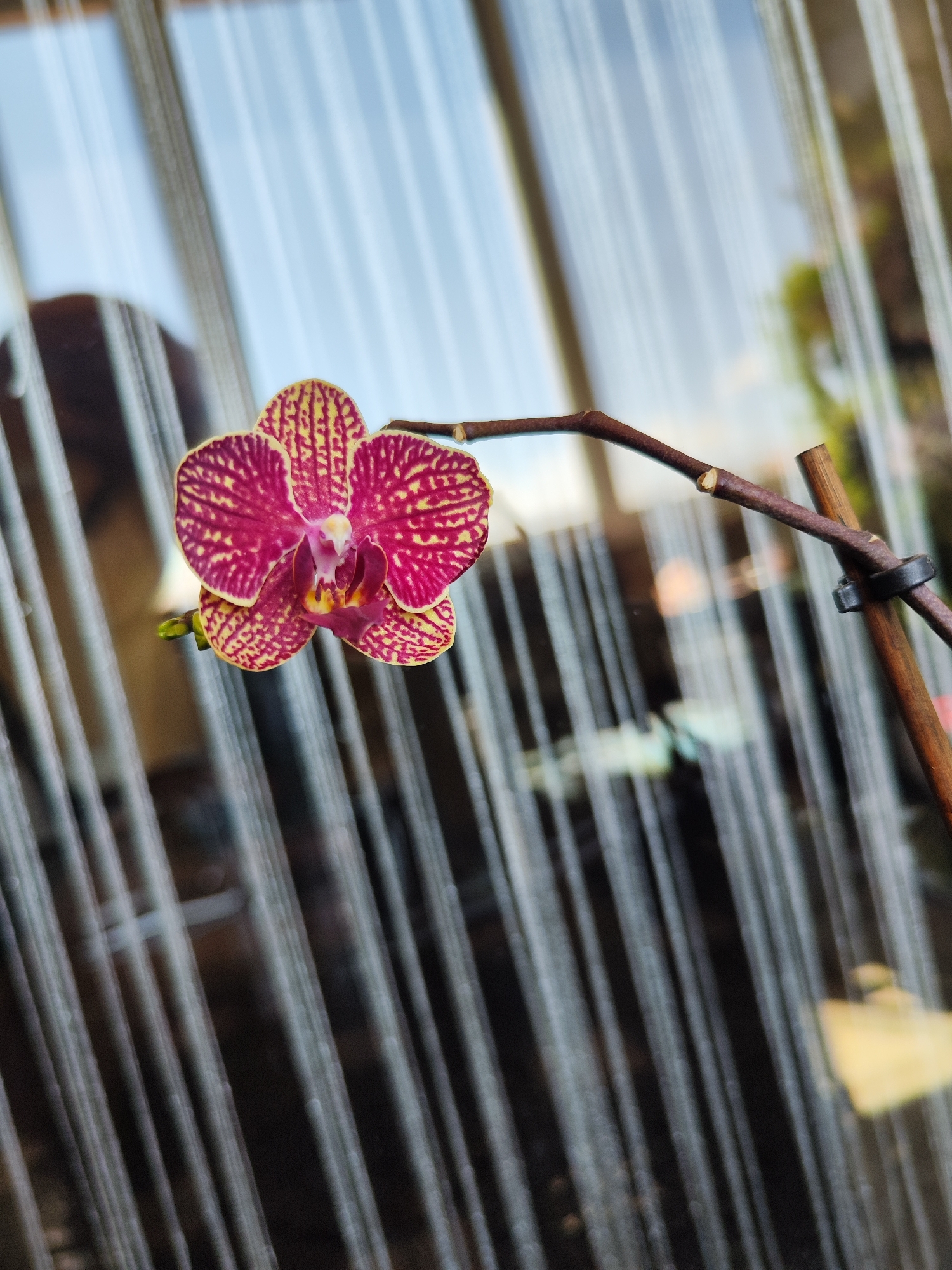 A close-up shot captures a single orchid bloom with vibrant pink petals patterned with yellow stripes. The center of the flower is a mix of yellow and dark pink. The orchid's stem, a dark brown color, is secured to a wooden support with a black plastic clip. The background is a blurred view through a window, featuring light-colored vertical lines that suggest blinds or a textured glass surface. The location is Burgas, Bulgaria.
